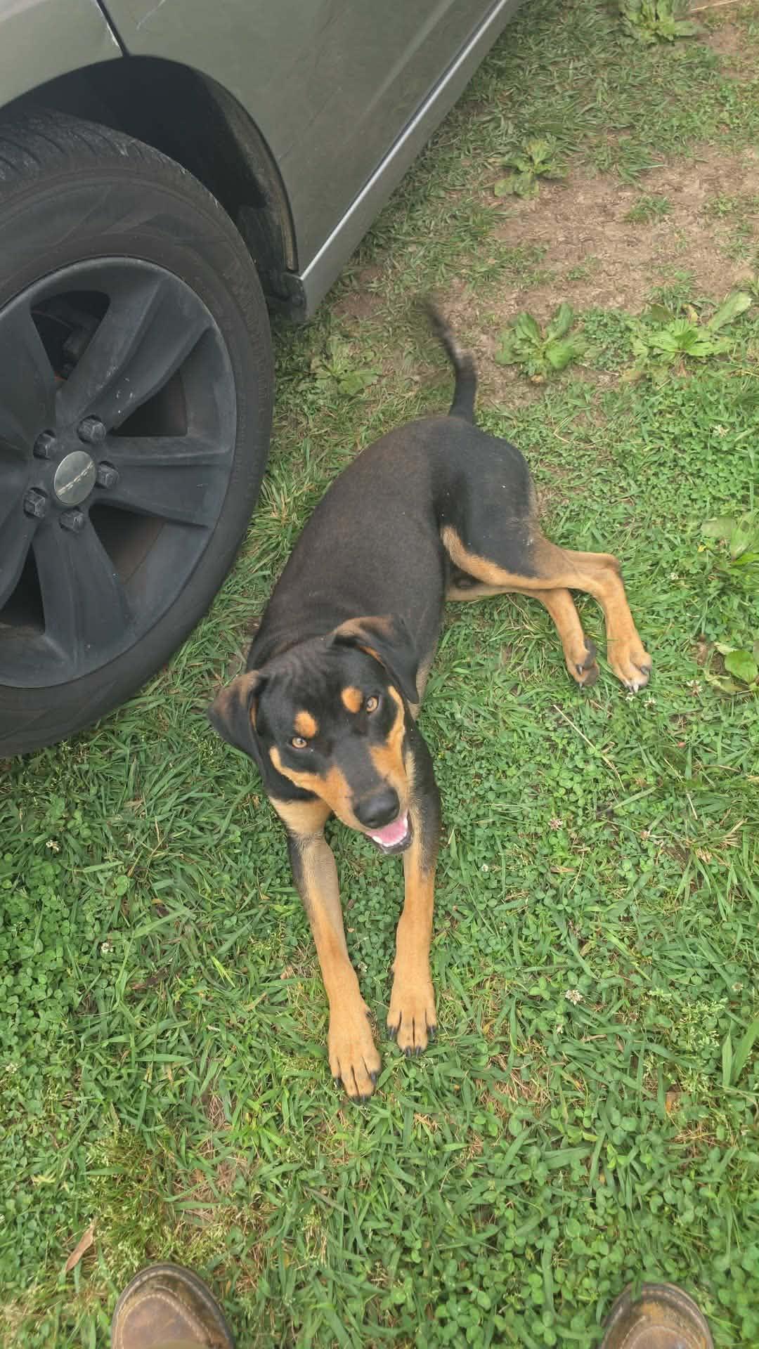 LUCK (Transylvanian Hound mix), adopted, Young Male Hound.