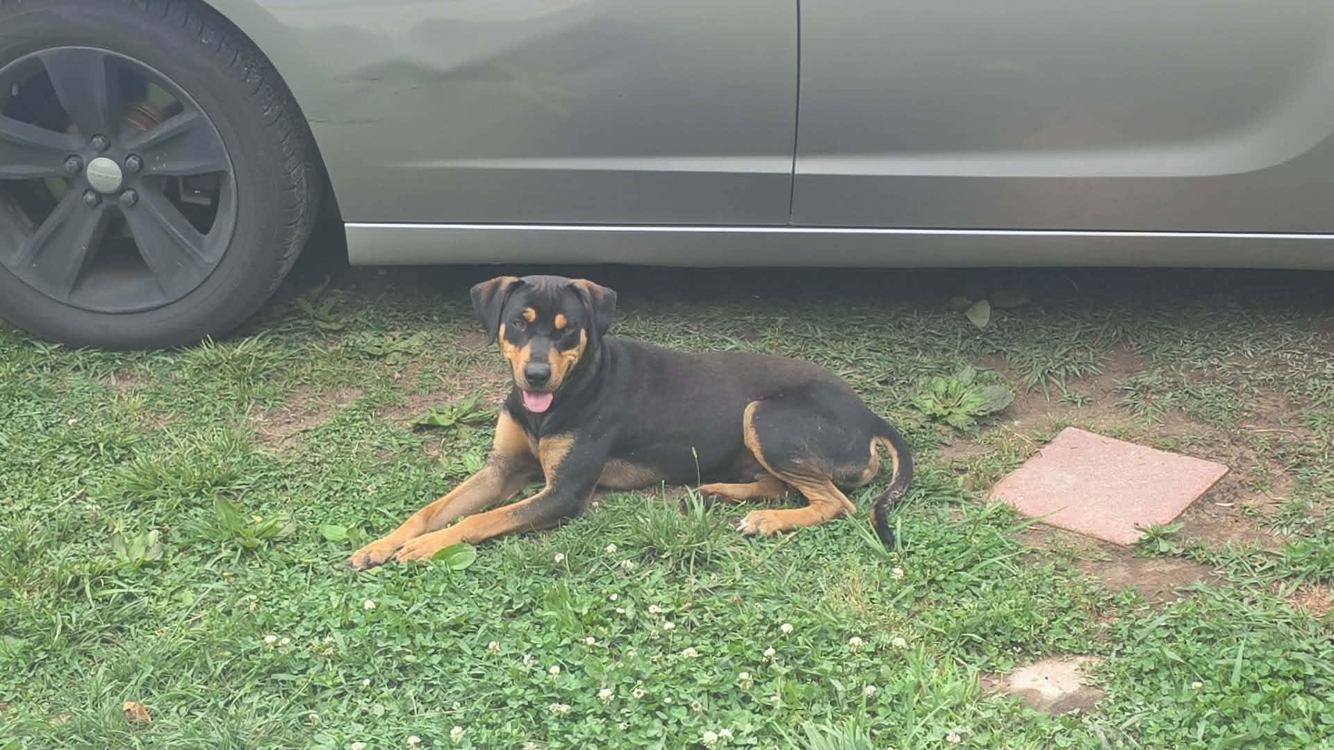 LUCK (Transylvanian Hound mix), an adopted Hound in Chattanooga, TN image 3/4