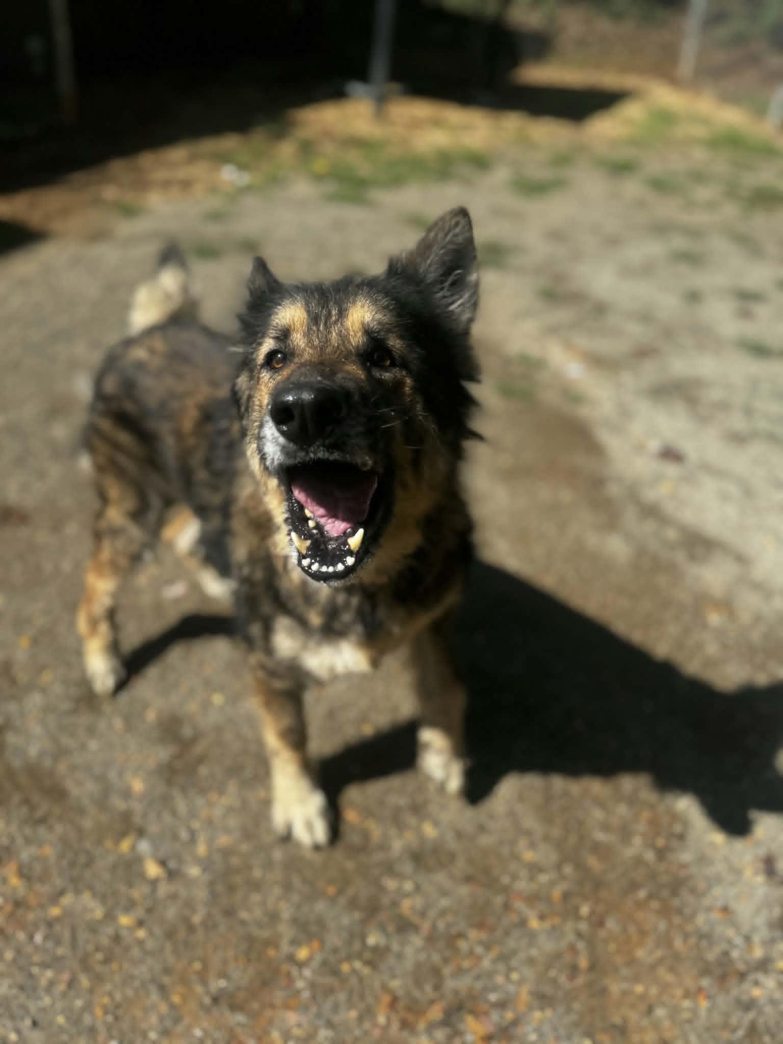 Enlarge Naomi, a Adoptable German Shepherd Dog in Orange, VA image 6/6