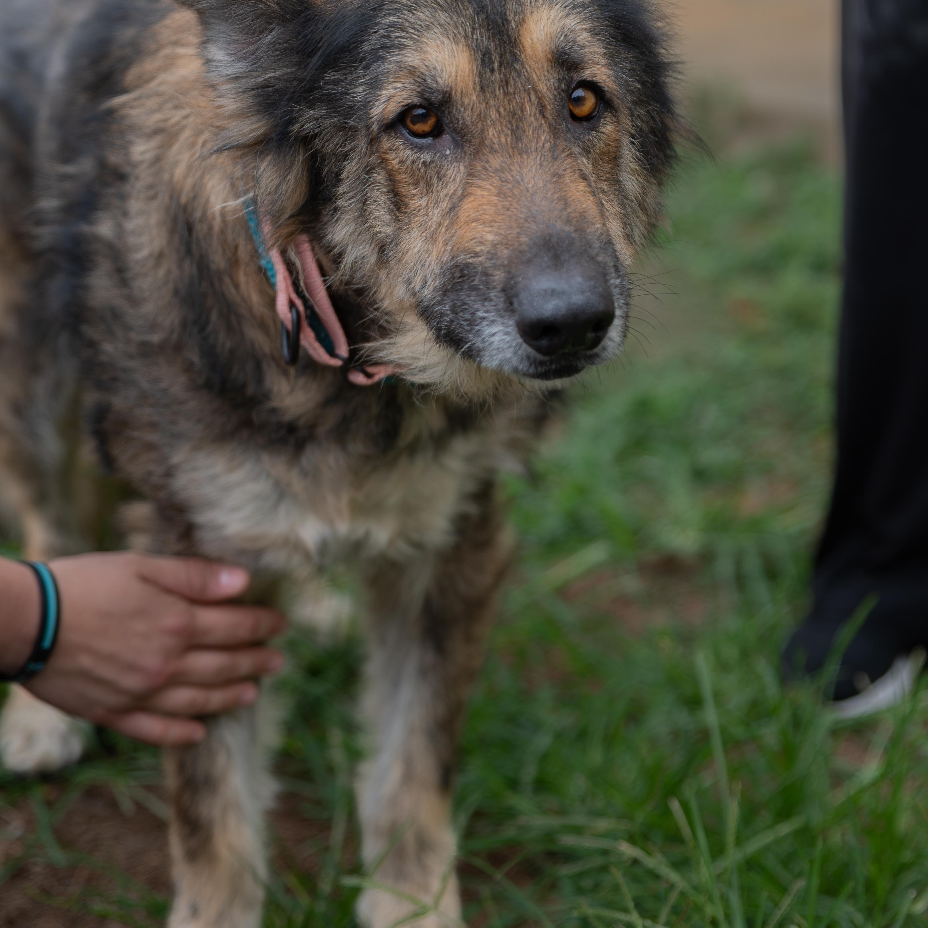 Enlarge Naomi, a Adoptable German Shepherd Dog in Orange, VA image 4/6