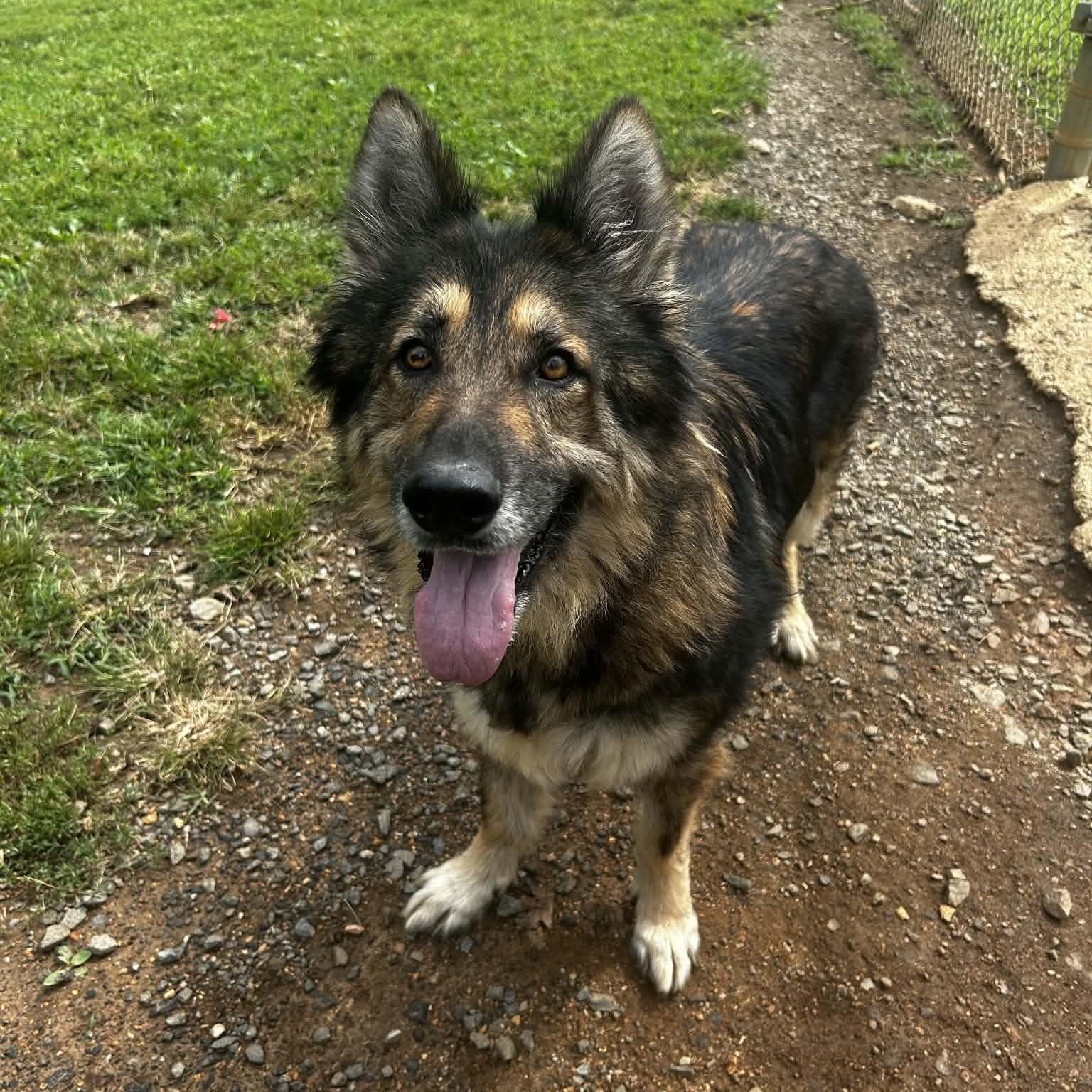 Naomi, Adoptable, Adult Female German Shepherd Dog.