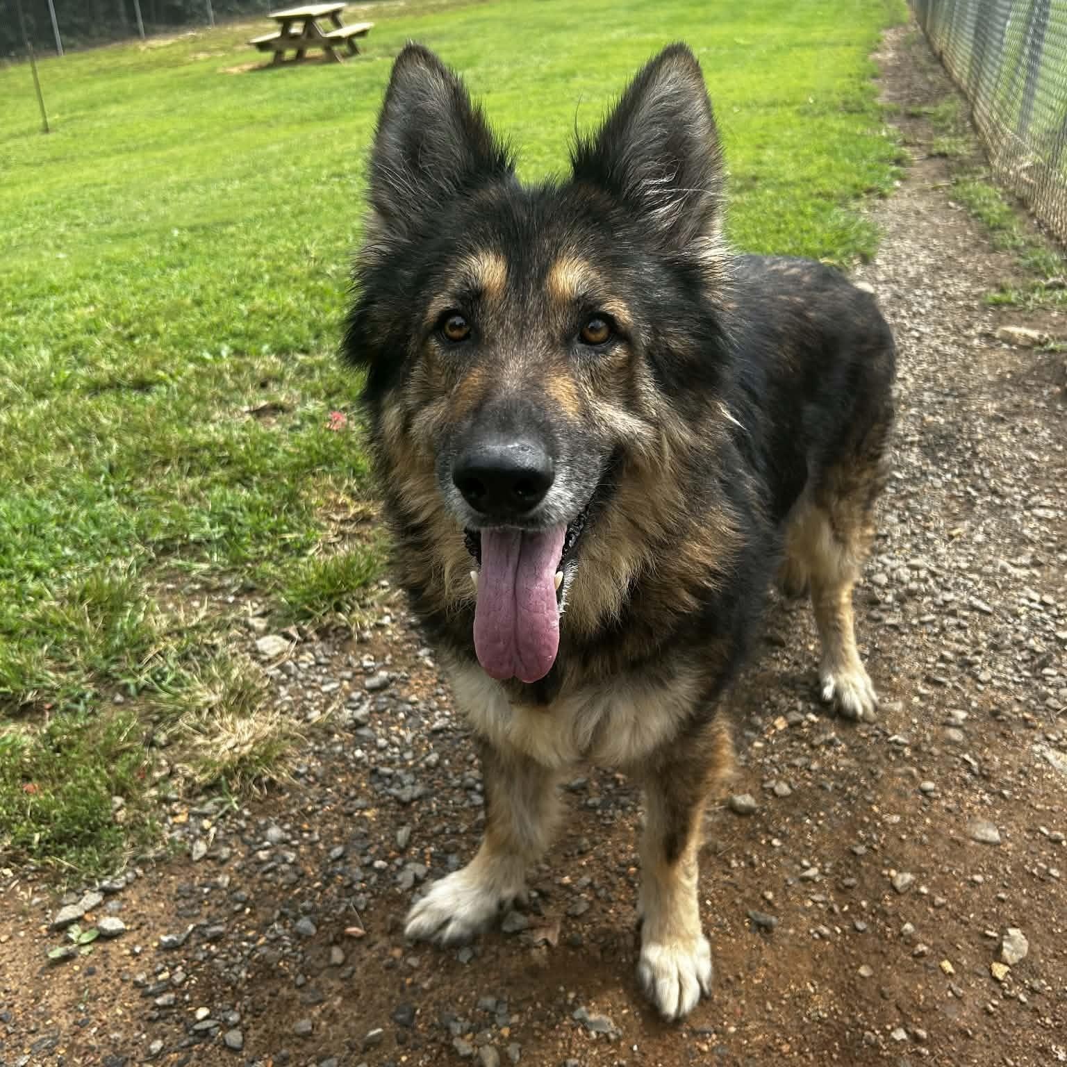 Enlarge Naomi, a Adoptable German Shepherd Dog in Orange, VA image 2/6