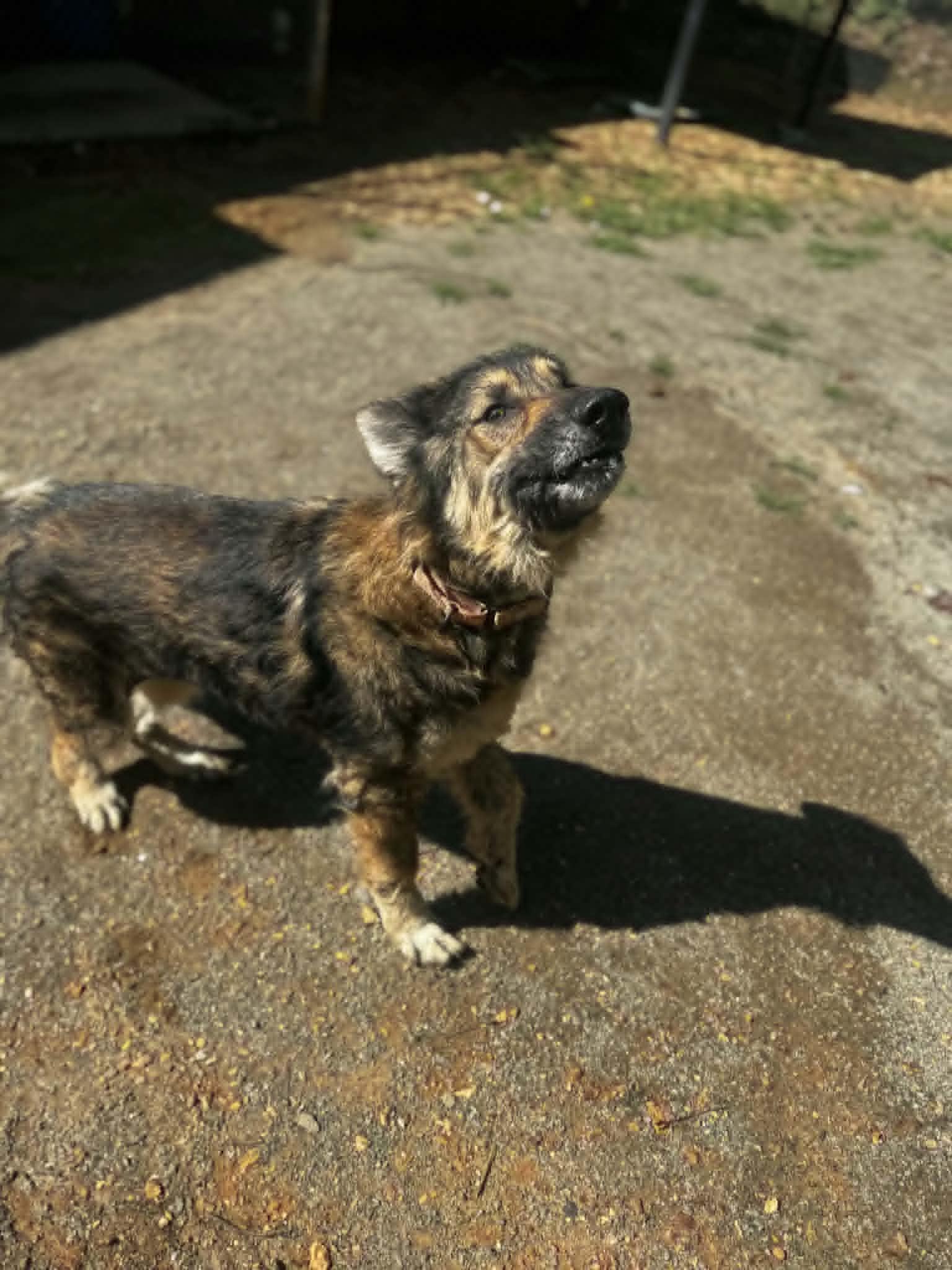 Enlarge Naomi, a Adoptable German Shepherd Dog in Orange, VA image 5/6