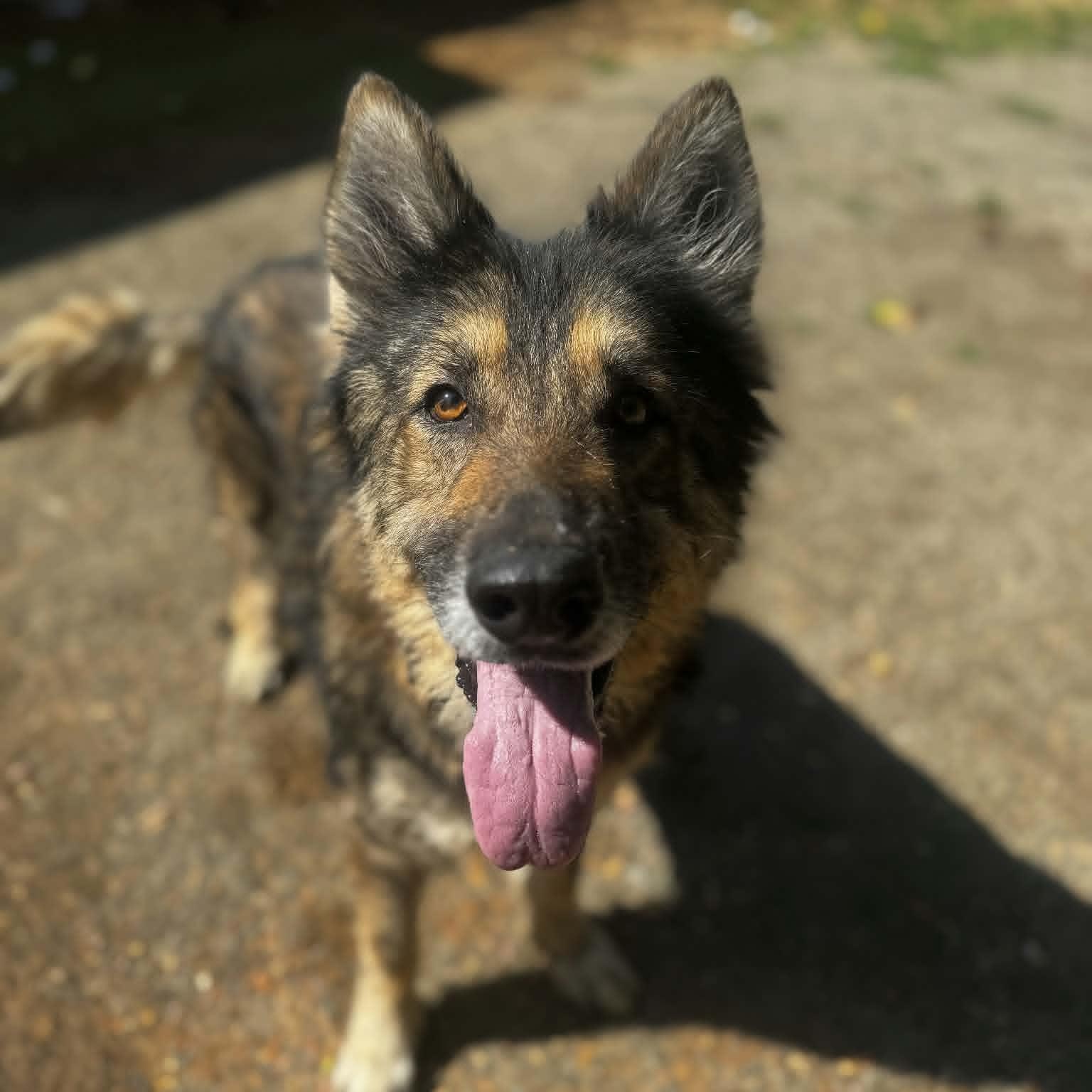 Enlarge Naomi, a Adoptable German Shepherd Dog in Orange, VA image 3/6