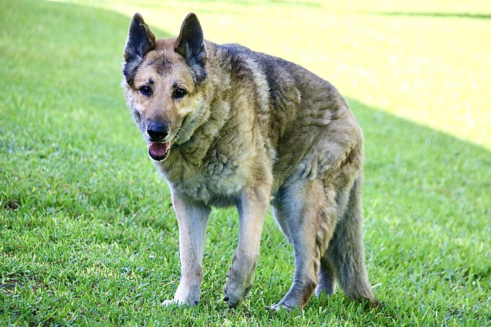 Jake 1000, Adopted, Senior Male German Shepherd Dog.