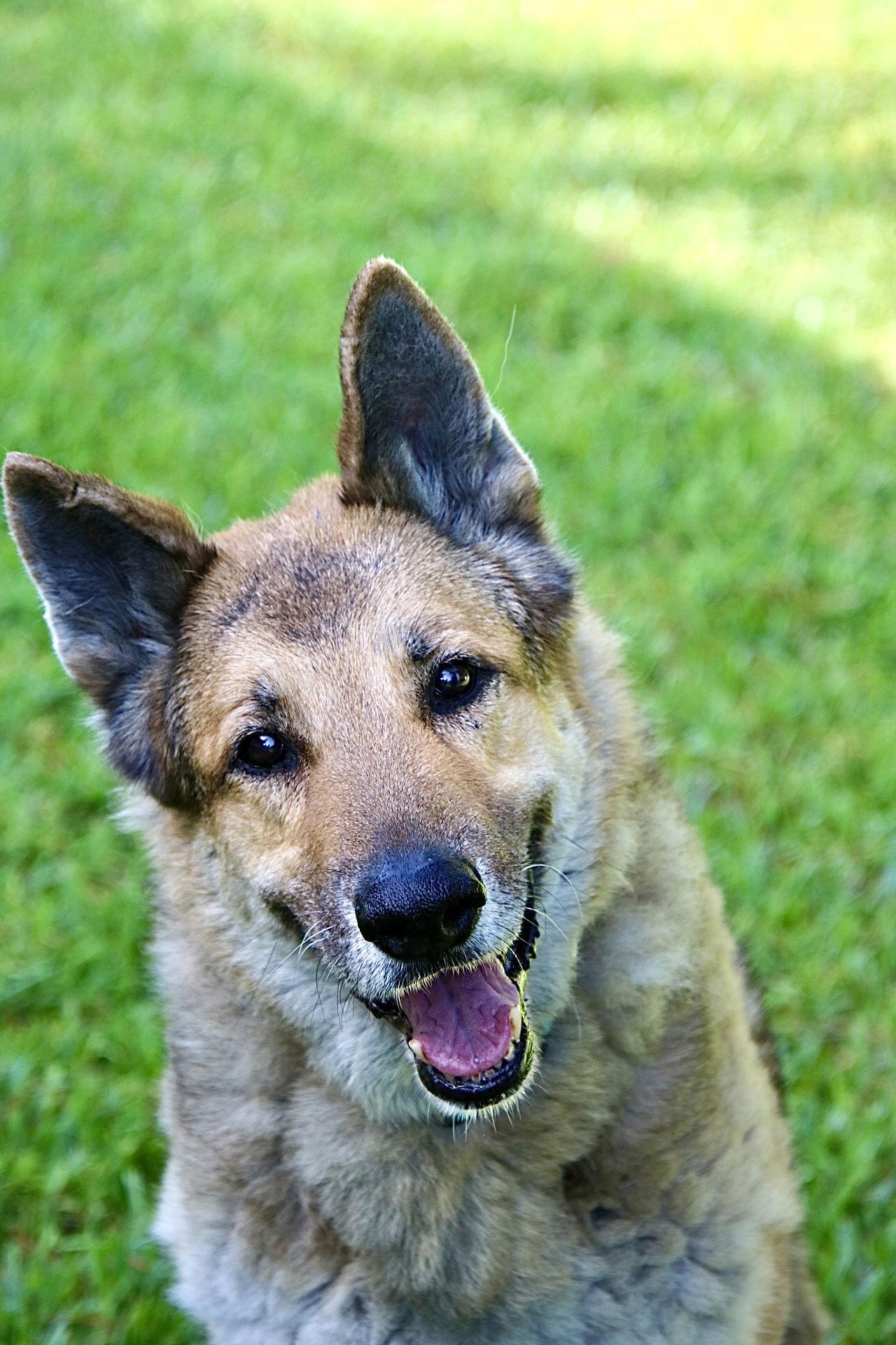 Enlarge Jake 1000, a Adopted German Shepherd Dog in Pompano Beach, FL image 2/3