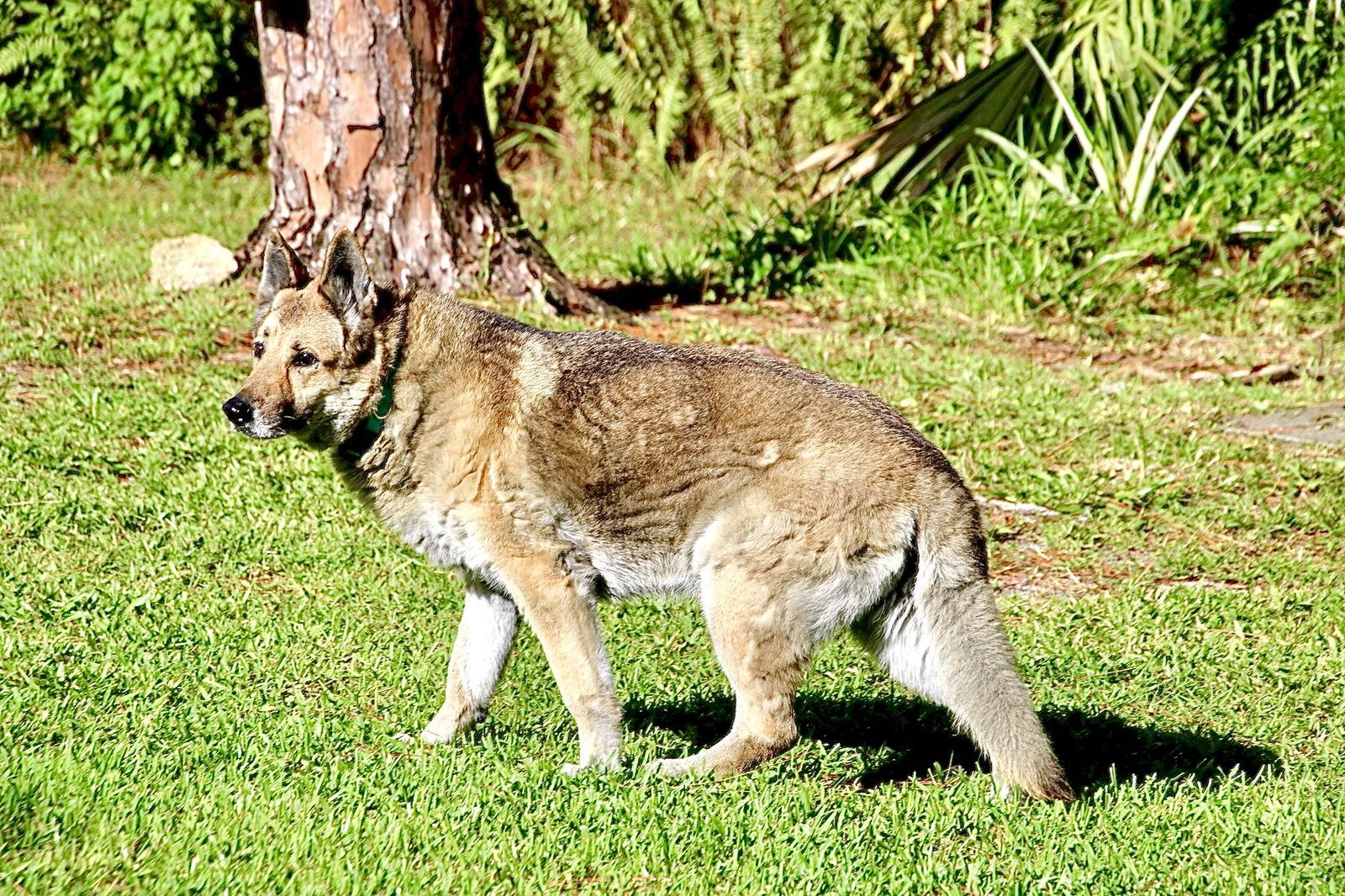 Enlarge Jake 1000, a Adopted German Shepherd Dog in Pompano Beach, FL image 3/3