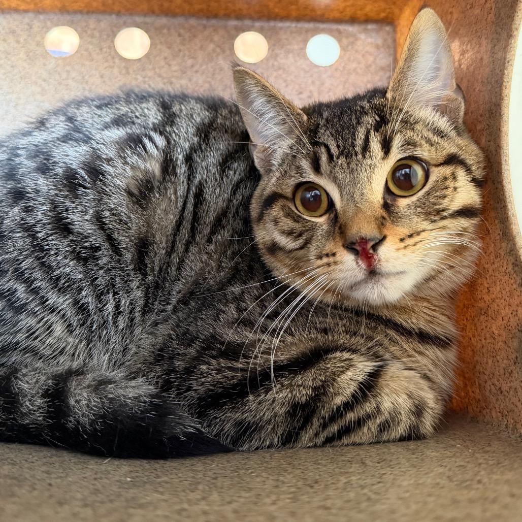 Sesame — thumbnail 2