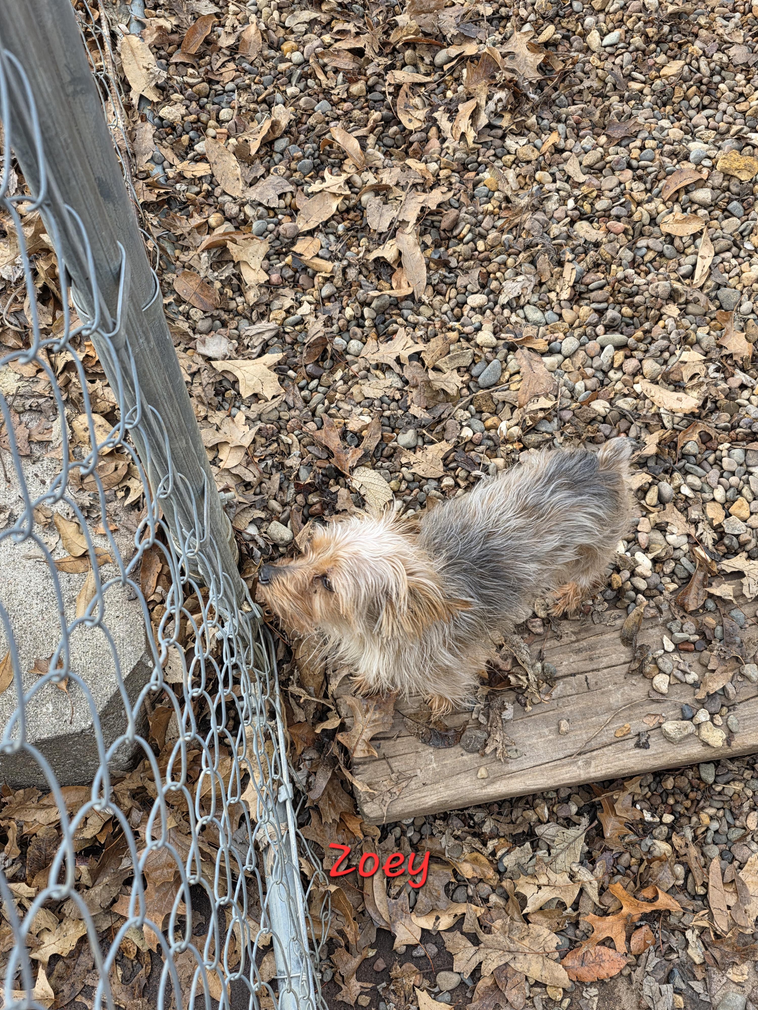 Zoey, ADOPTABLE, Adult Female Yorkshire Terrier.