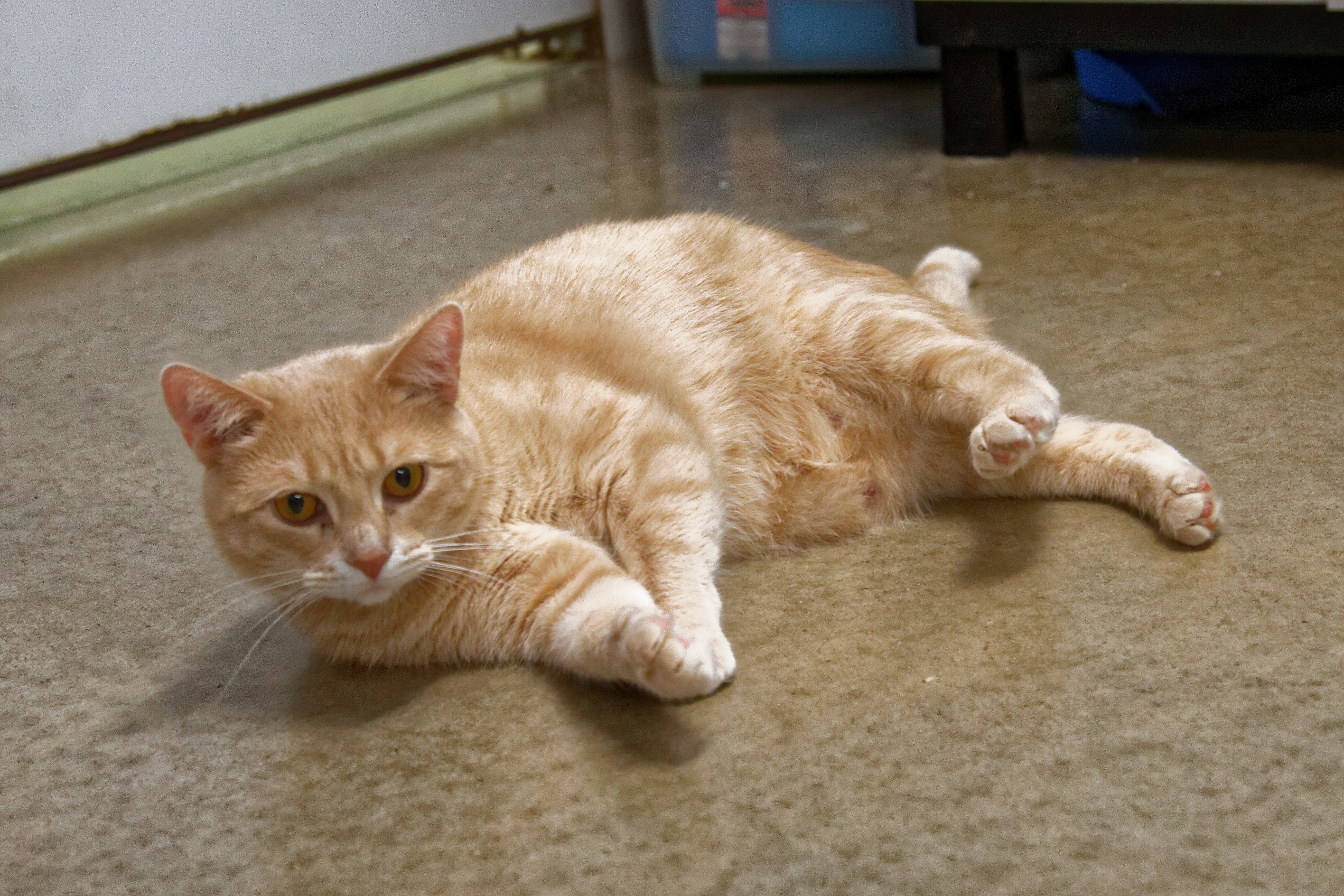 Rizzo, a Adoptable Tabby in Urbana, OH image 3/6