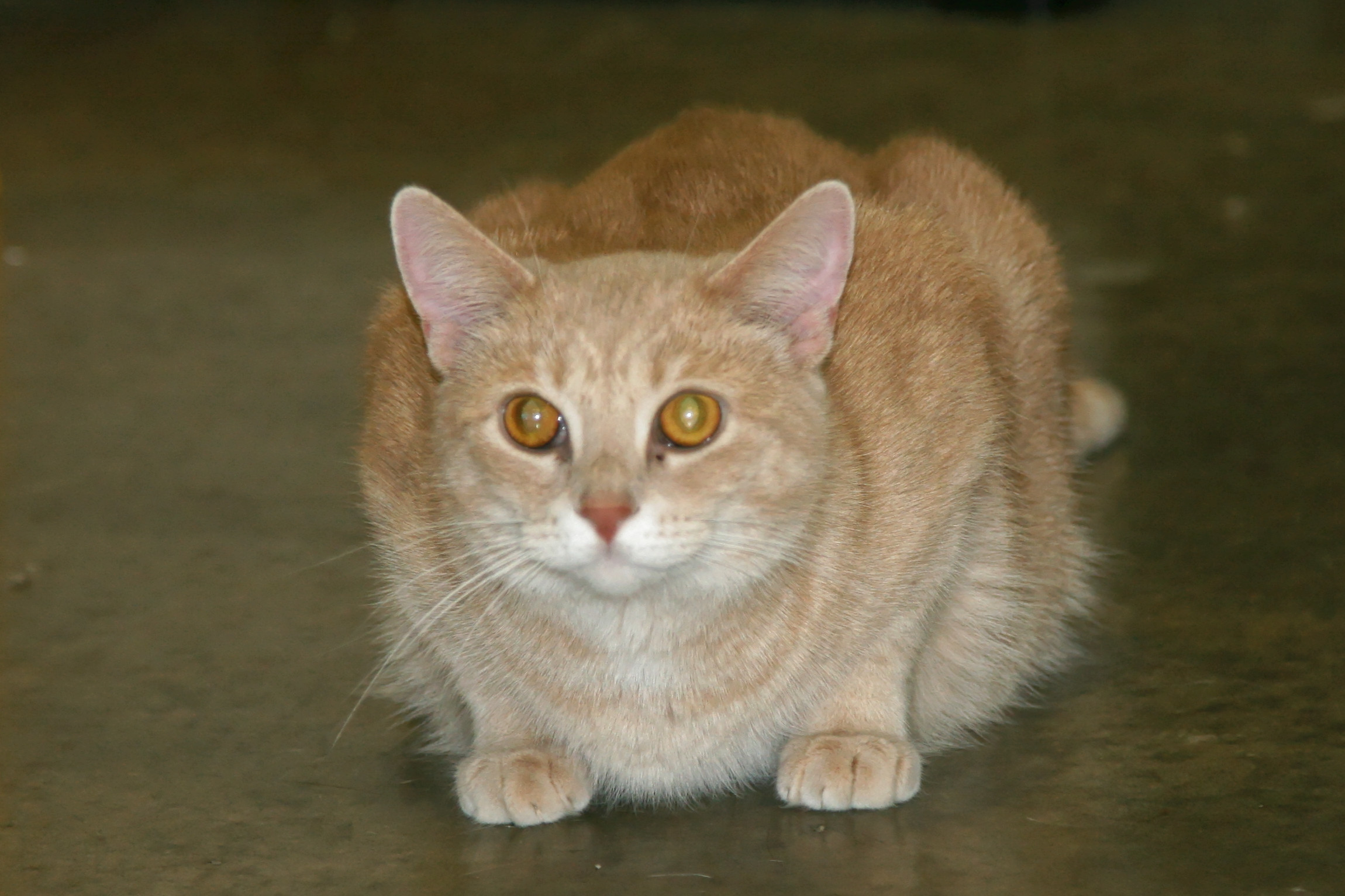 Rizzo, a Adoptable Tabby in Urbana, OH image 4/6