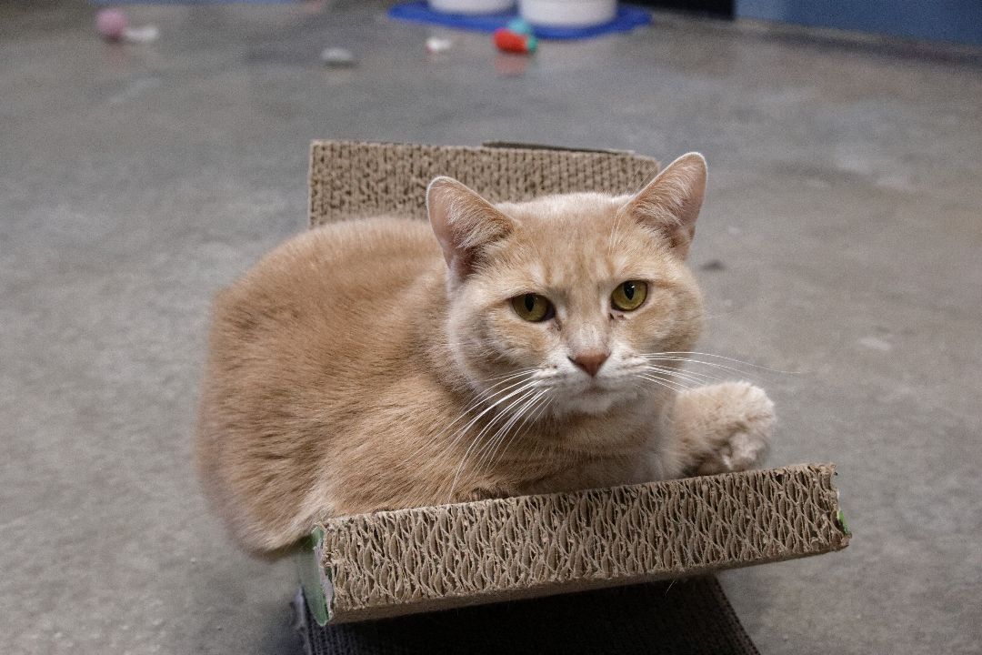 Rizzo, a Adoptable Tabby in Urbana, OH image 1/6