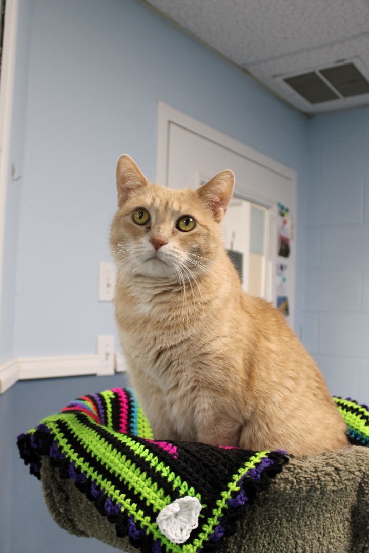 Rizzo, a Adoptable Tabby in Urbana, OH image 5/6