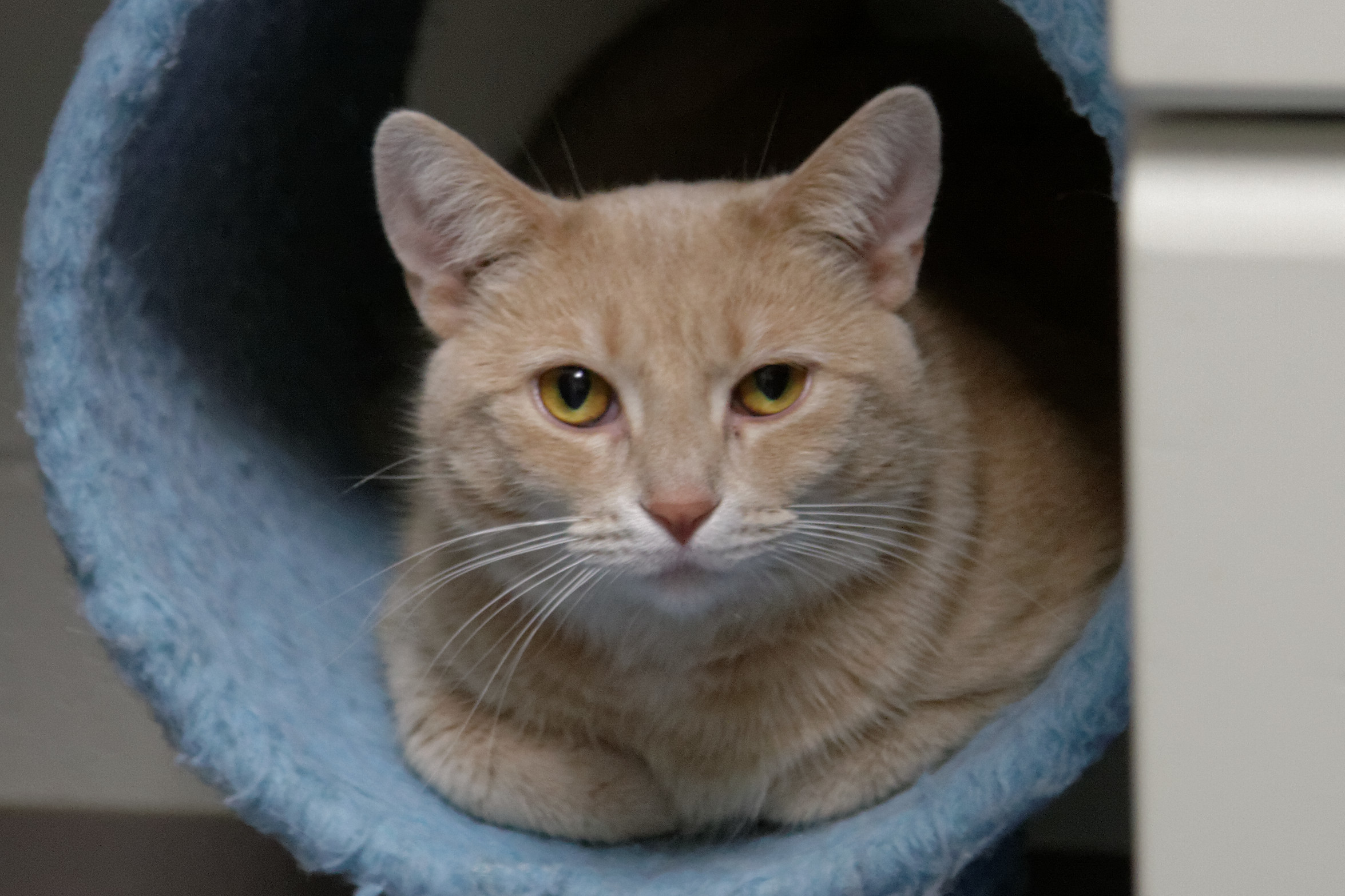 Rizzo, a Adoptable Tabby in Urbana, OH image 2/6