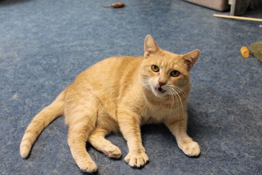 Rizzo, a Adoptable Tabby in Urbana, OH image 6/6