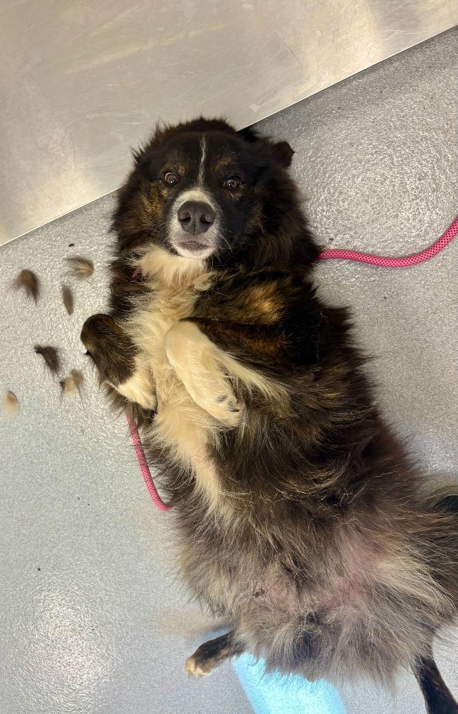 Enlarge Rocket, a Adoptable Australian Shepherd in Chillicothe, OH image 1/1