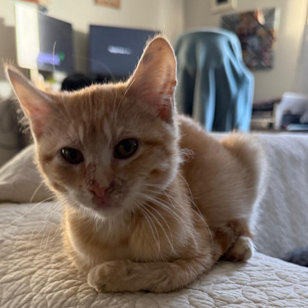 Enlarge Annie, a Adoptable Domestic Short Hair in Tipton, IA image 1/1