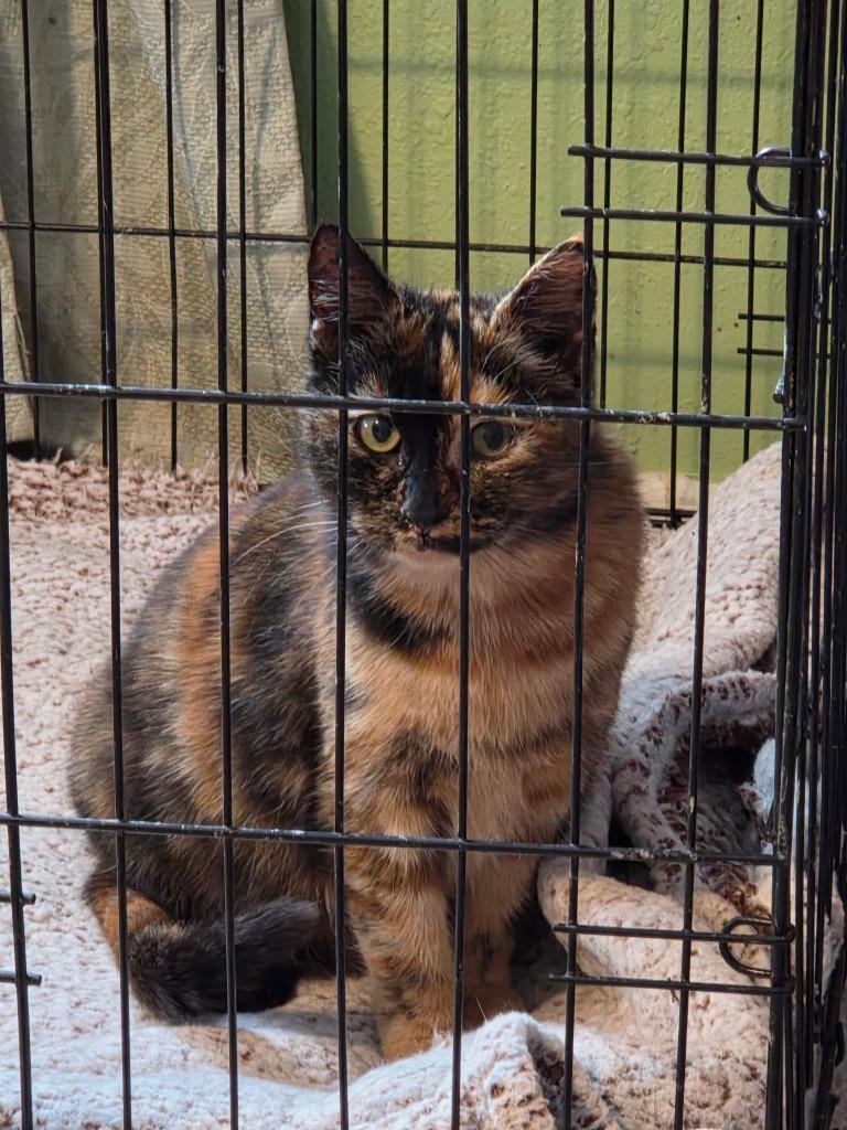 Enlarge Snickerdoodle, a Adoptable mixed breed in Rice Lake, WI image 1/1