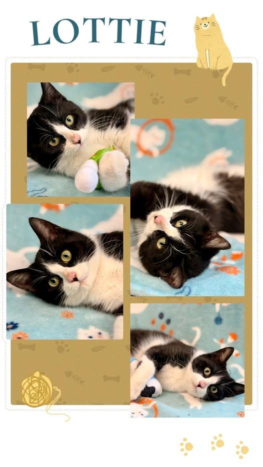 Lottie, Adoptable, Young Female Domestic Short Hair.