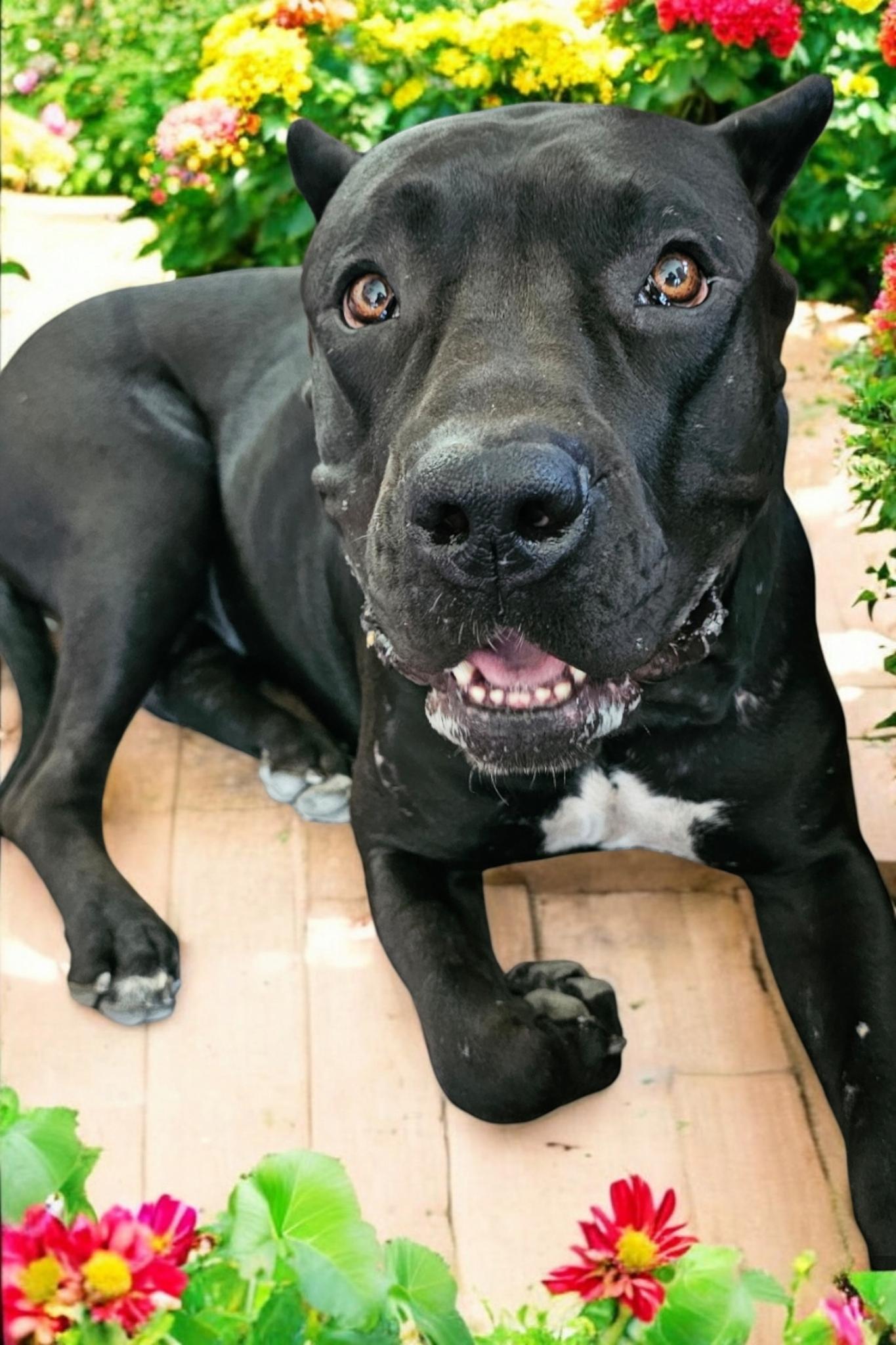 Shiloh, a Adoptable Presa Canario in Woodland, CA image 3/3