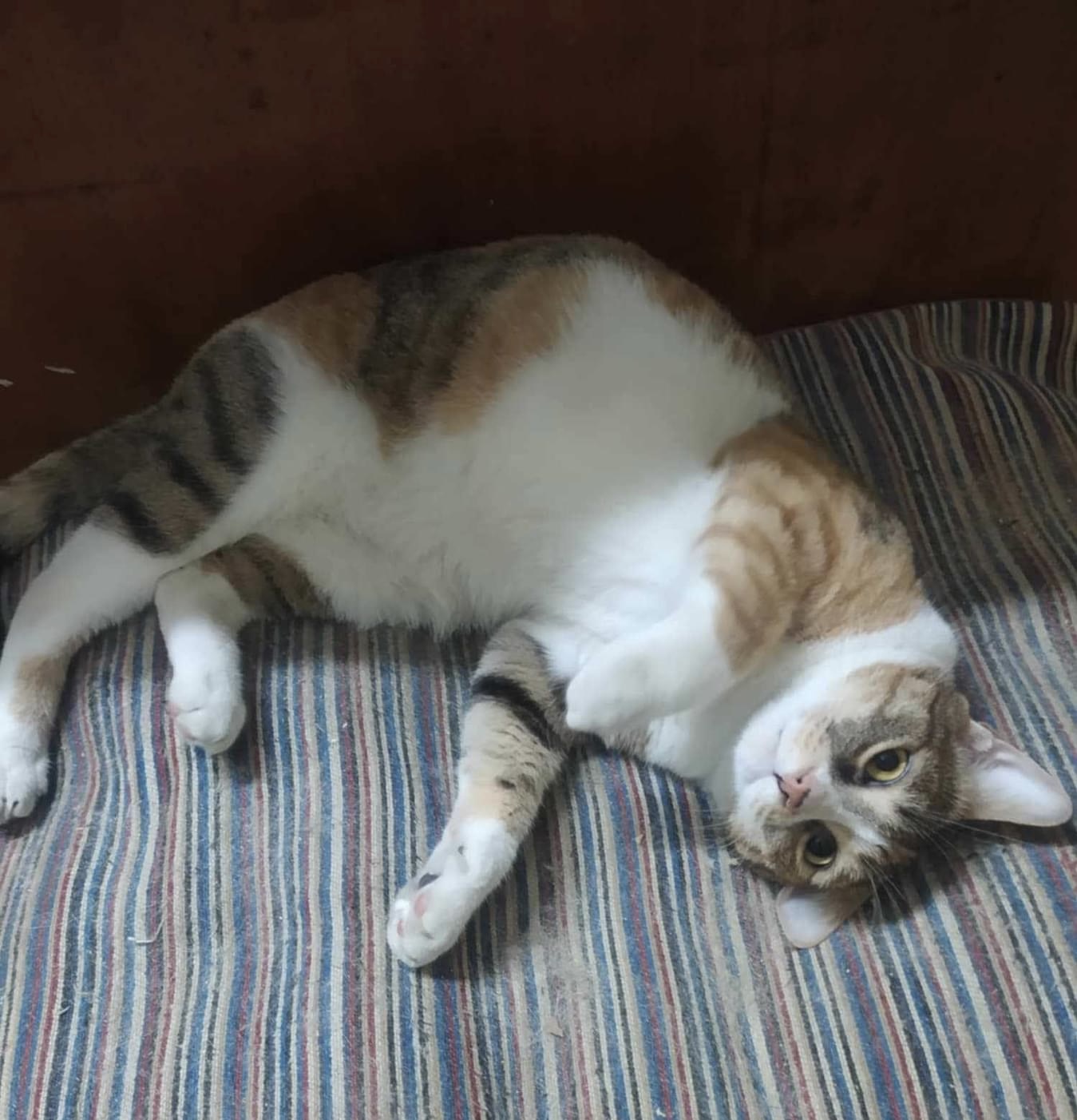 Enlarge Sky A, a Adoptable Calico in Brampton, ON image 2/3