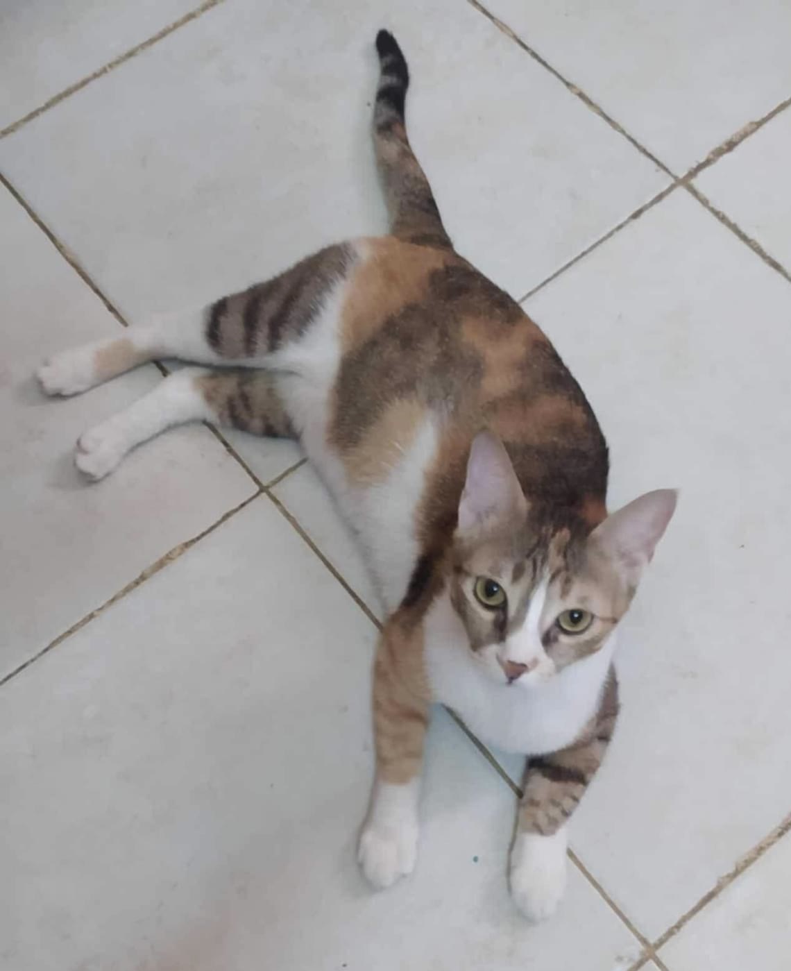 Enlarge Sky A, a Adoptable Calico in Brampton, ON image 1/3