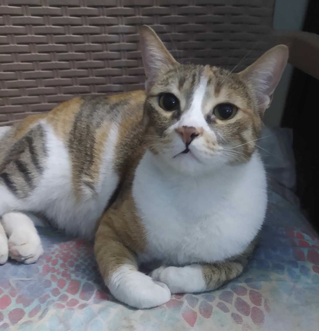 Enlarge Sky A, a Adoptable Calico in Brampton, ON image 3/3