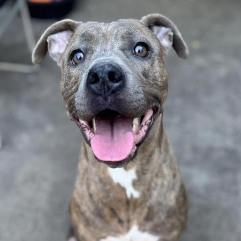 Enlarge Jazzie, a ADOPTABLE Pit Bull Terrier in Chicago, IL image 2/3