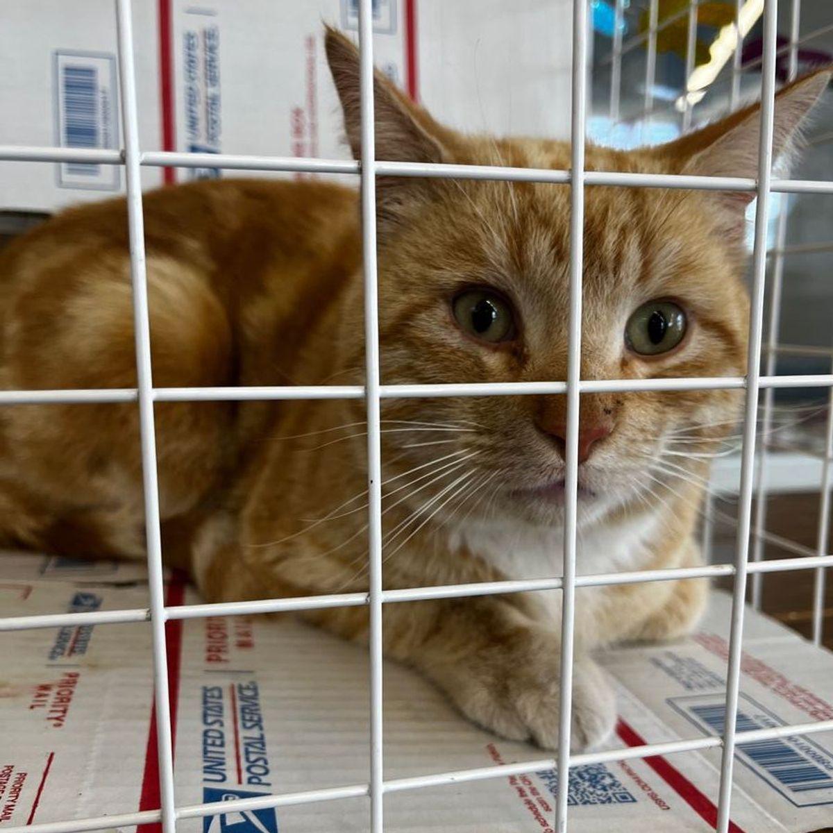 Enlarge Saber, a Adoptable Domestic Short Hair in Kingman, AZ image 1/2