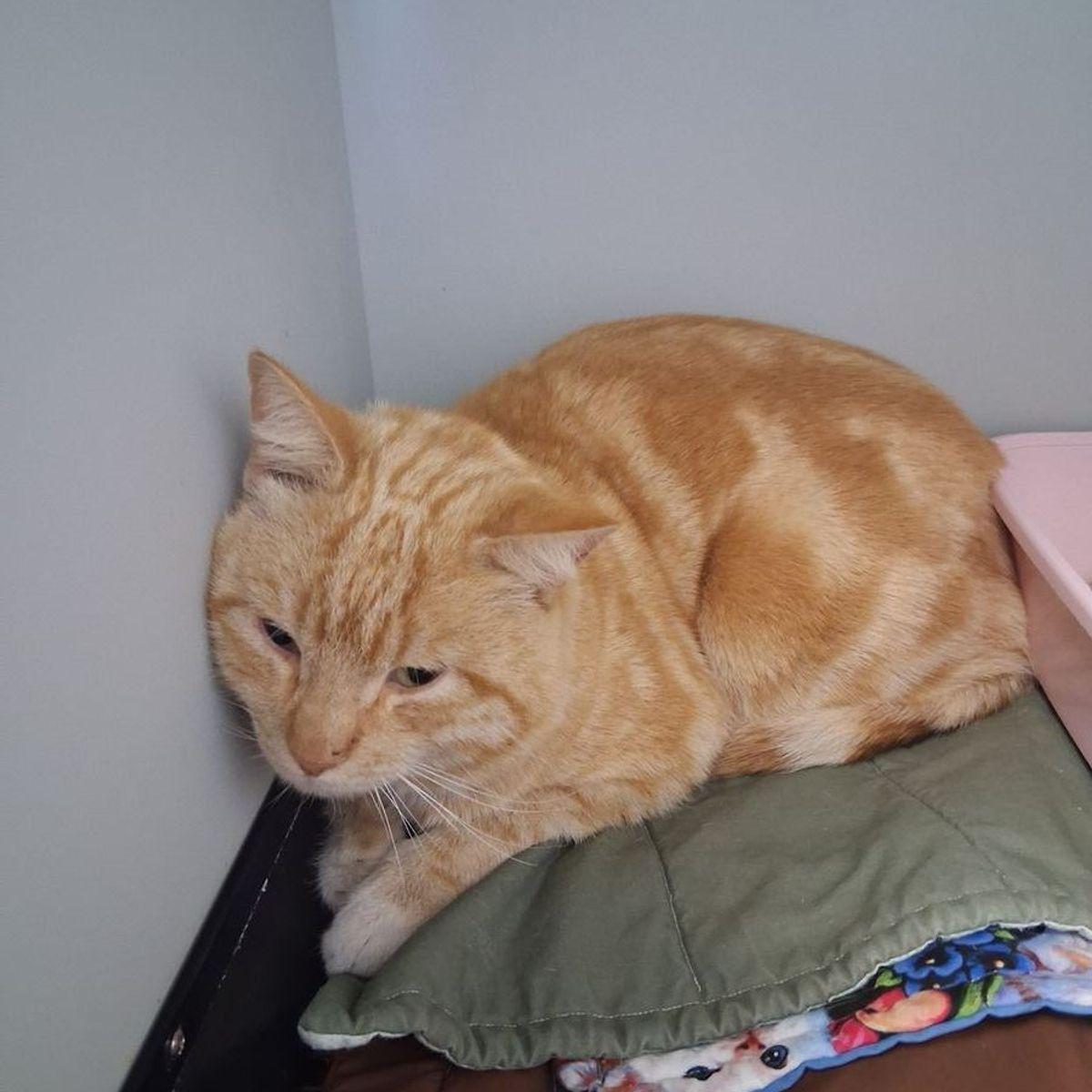 Enlarge Saber, a Adoptable Domestic Short Hair in Kingman, AZ image 2/2