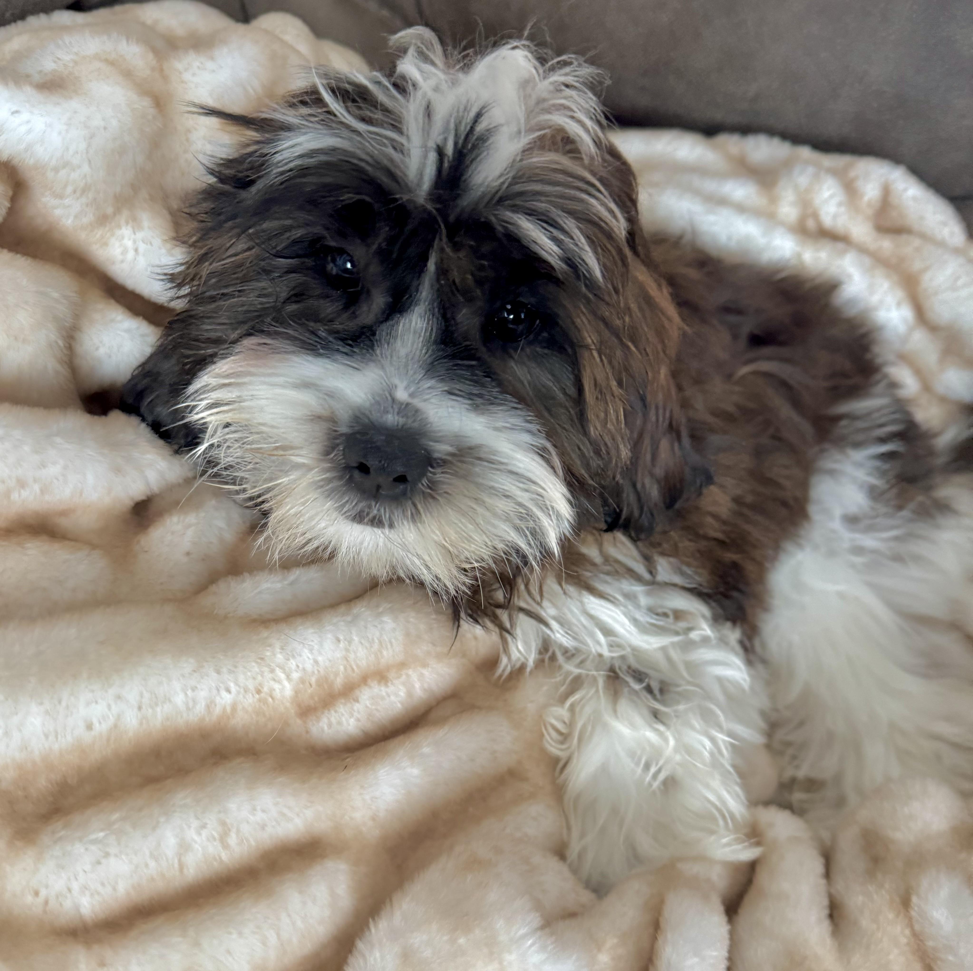 Enlarge Cocoa , an adoption pending mixed breed in North Freedom, WI image 1/3