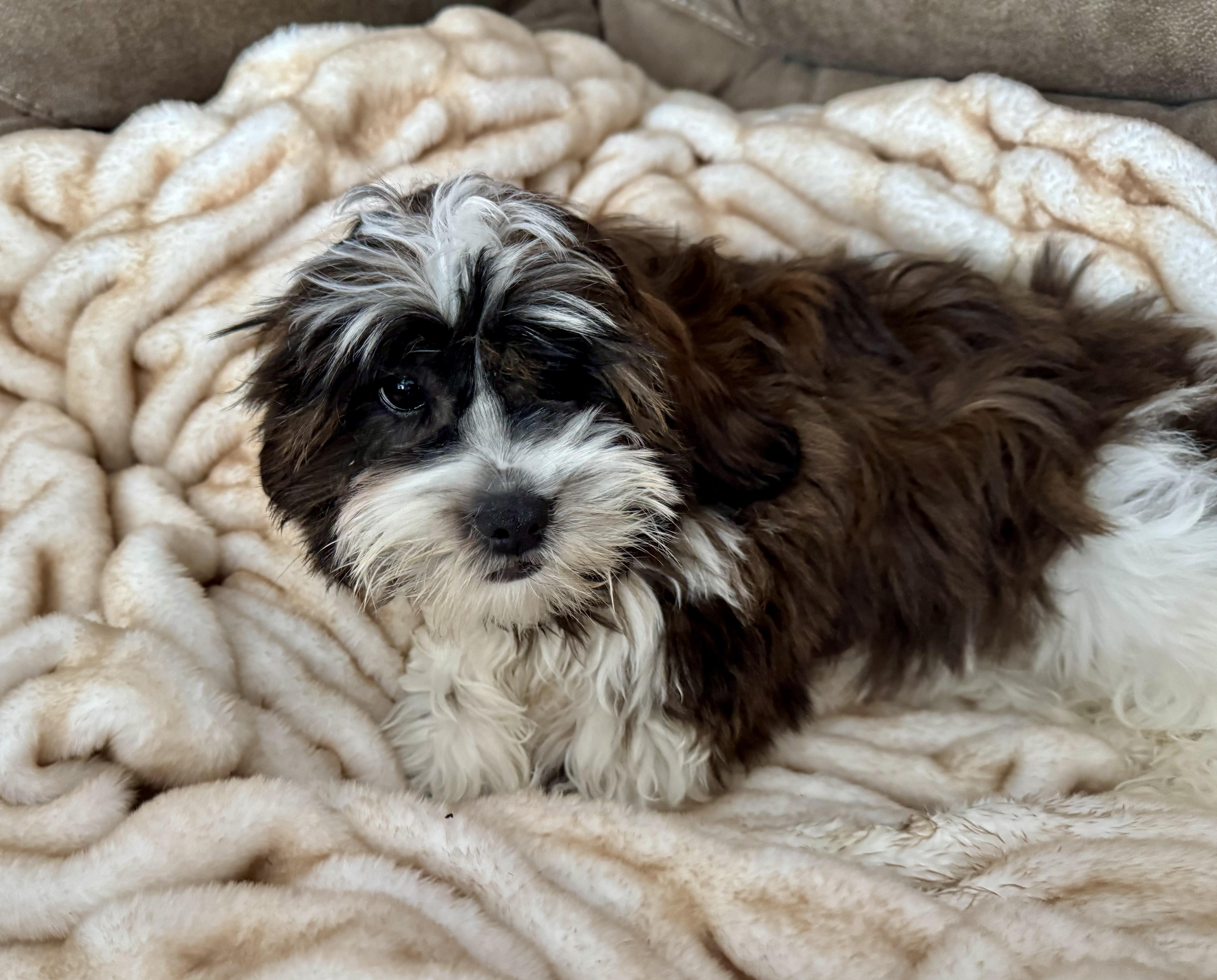 Enlarge Cocoa , an adoption pending mixed breed in North Freedom, WI image 2/3