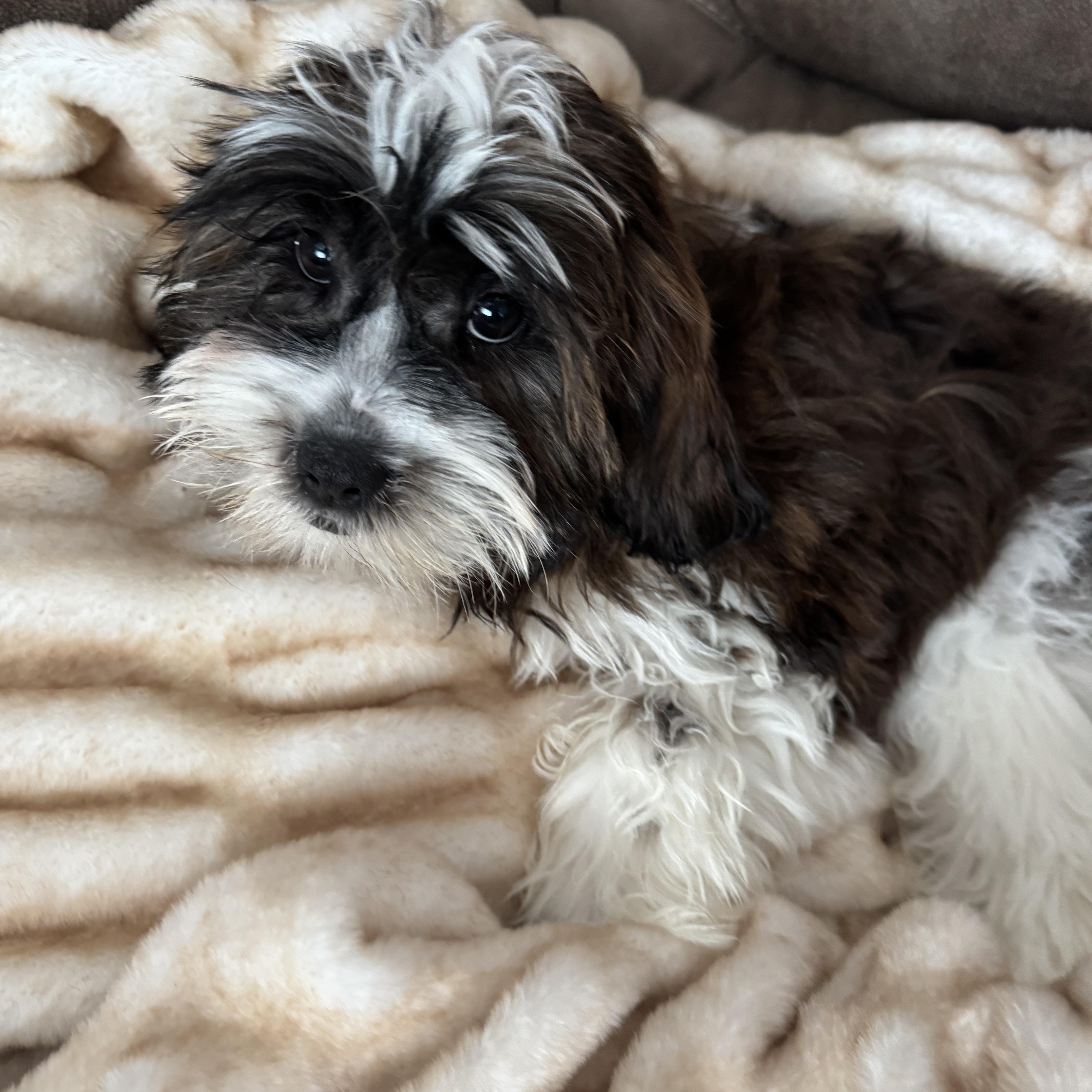 Enlarge Cocoa , an adoption pending mixed breed in North Freedom, WI image 3/3