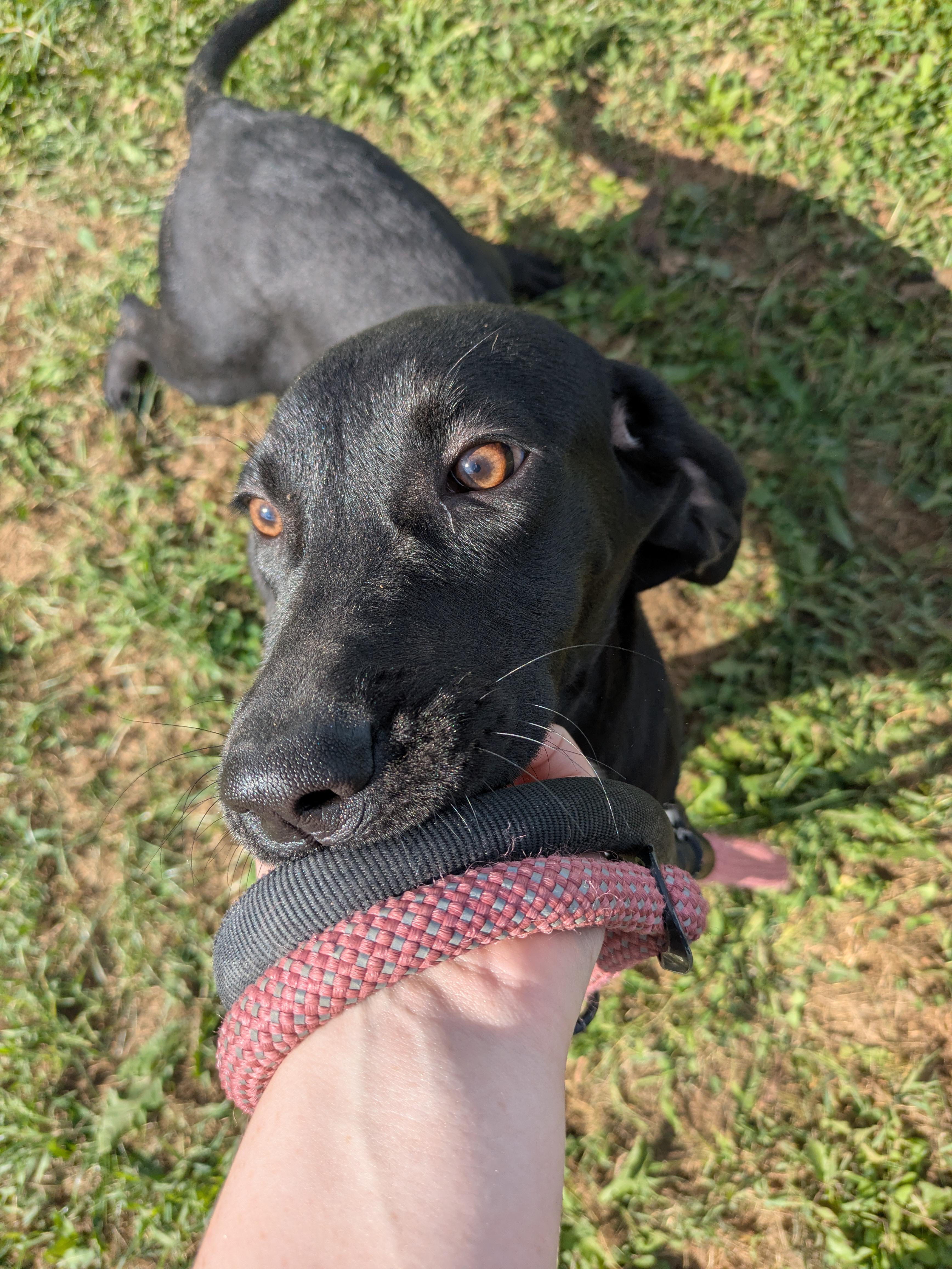 Lorelai, a Adoptable mixed breed in Covington, VA image 3/5