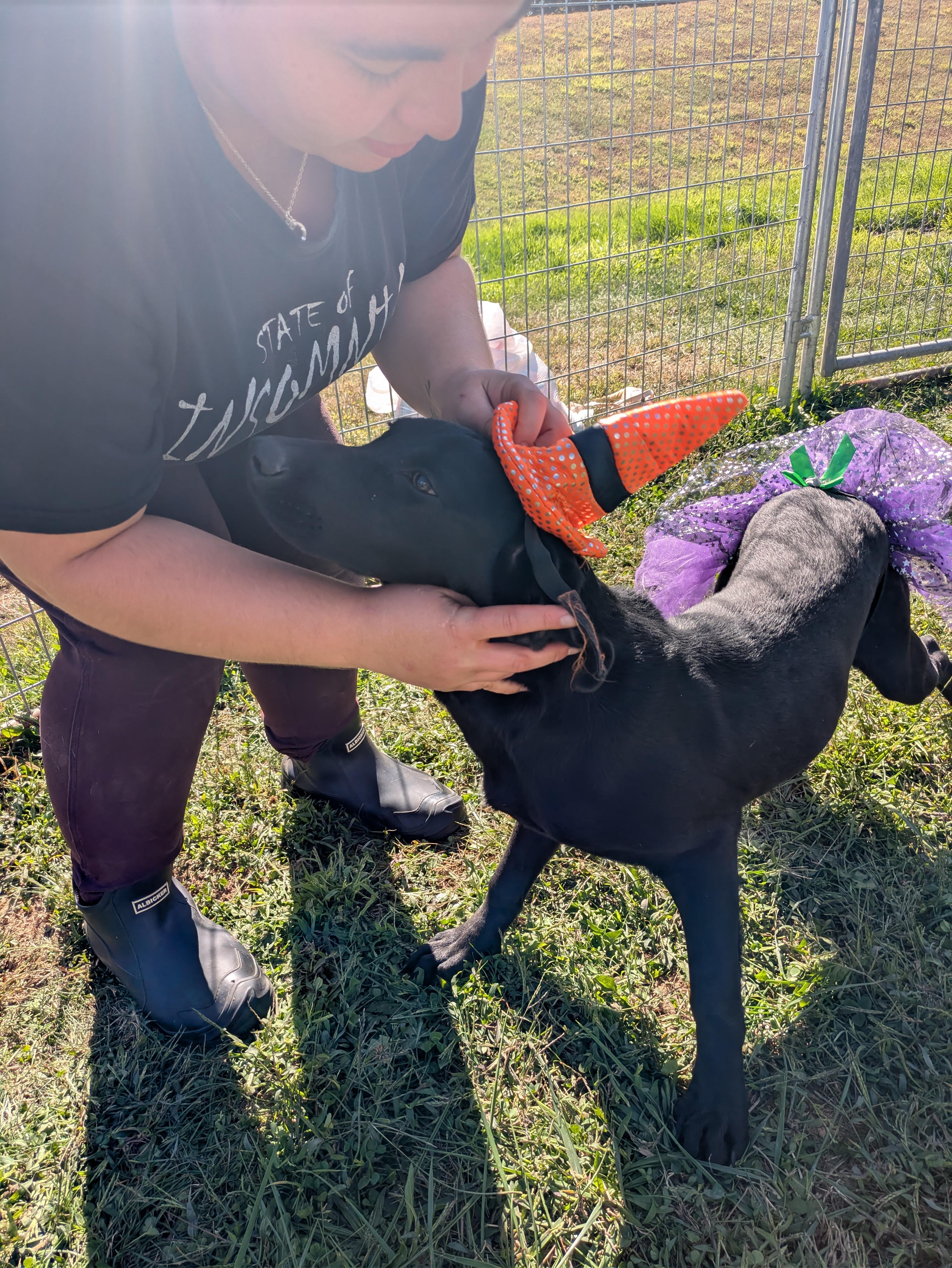 Lorelai, a Adoptable mixed breed in Covington, VA image 1/5