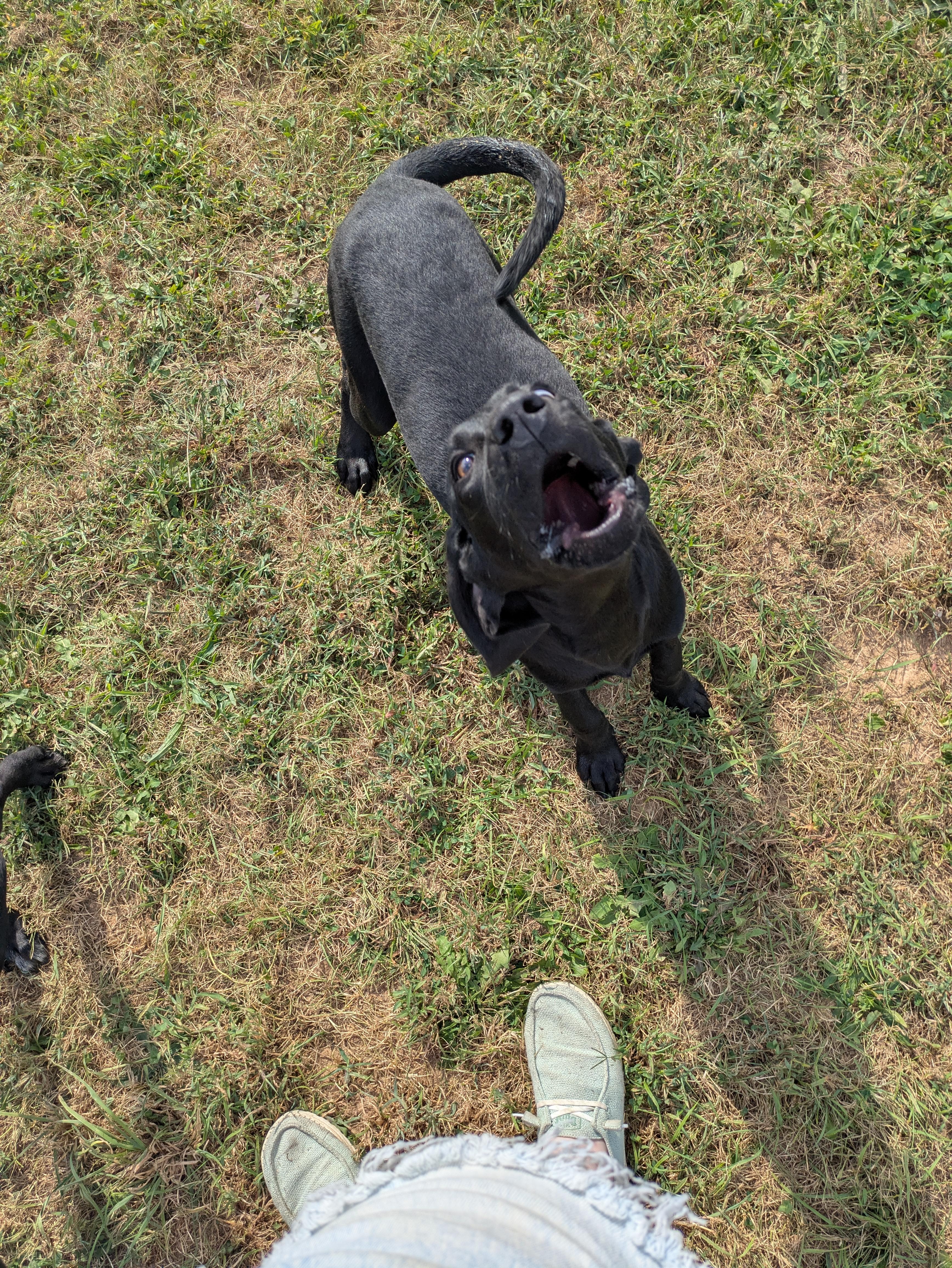 Lorelai, a Adoptable mixed breed in Covington, VA image 5/5