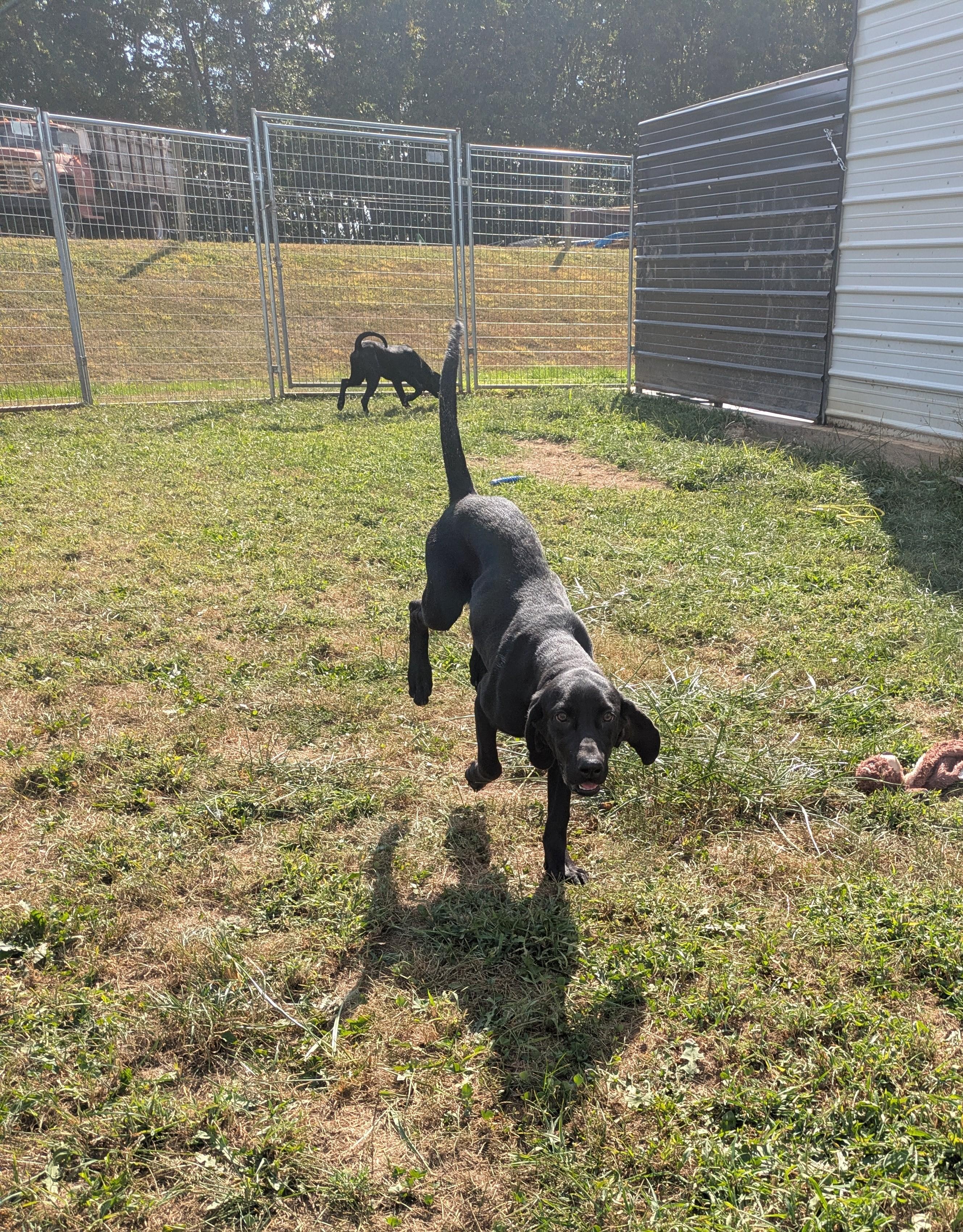 Lorelai, a Adoptable mixed breed in Covington, VA image 4/5