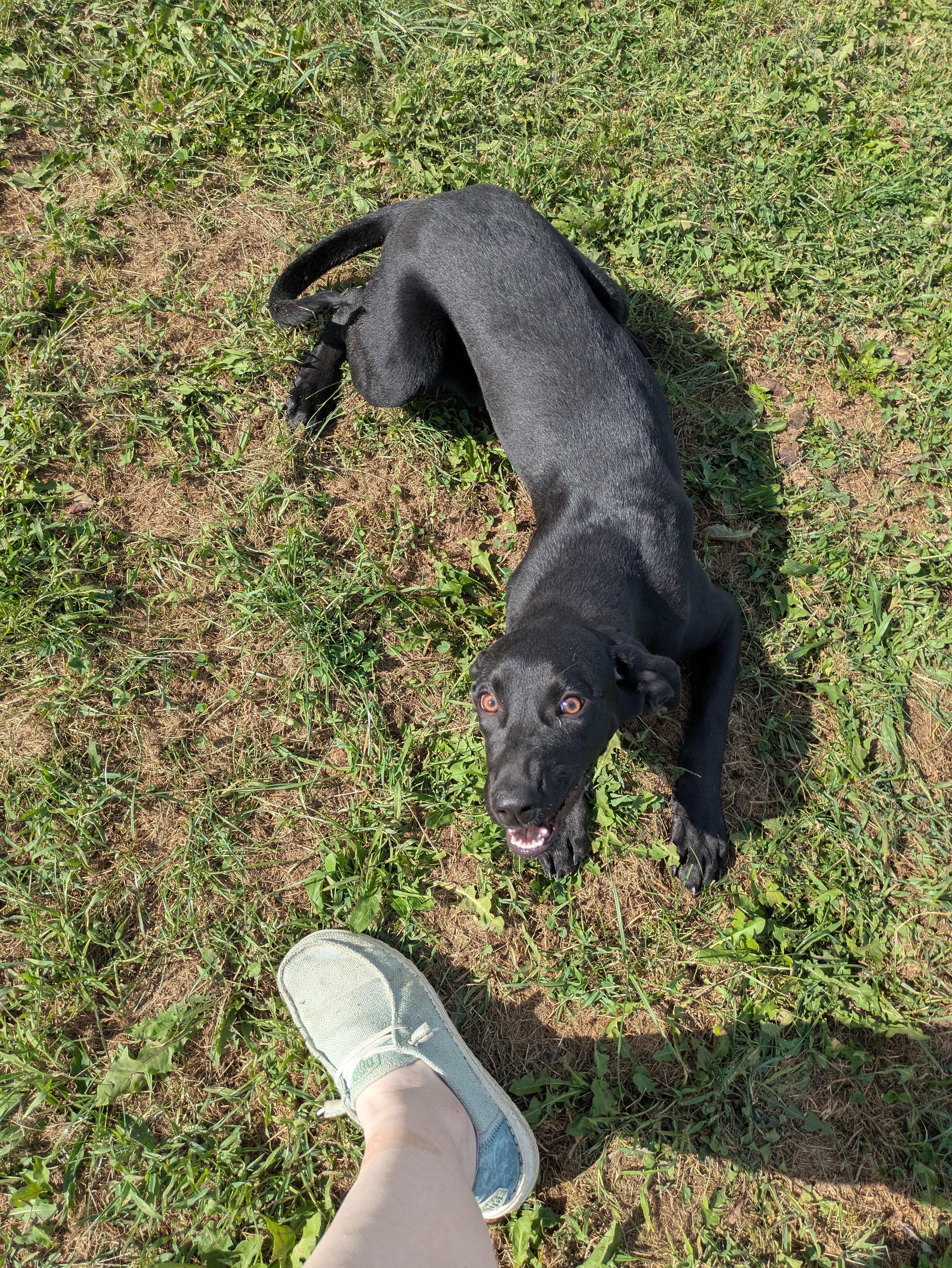 Lorelai, a Adoptable mixed breed in Covington, VA image 2/5