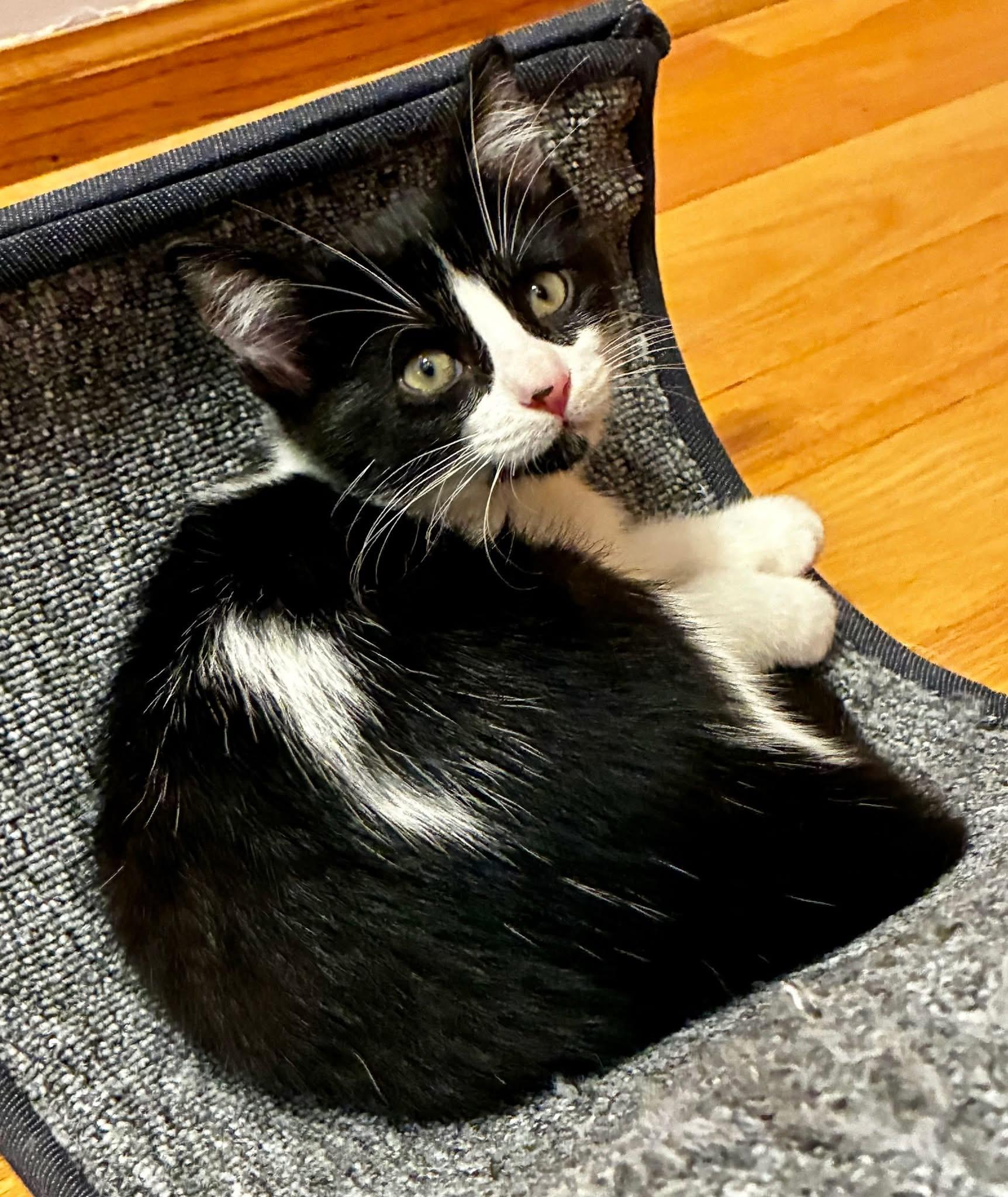 Nova & Frost (BONDED PAIR)