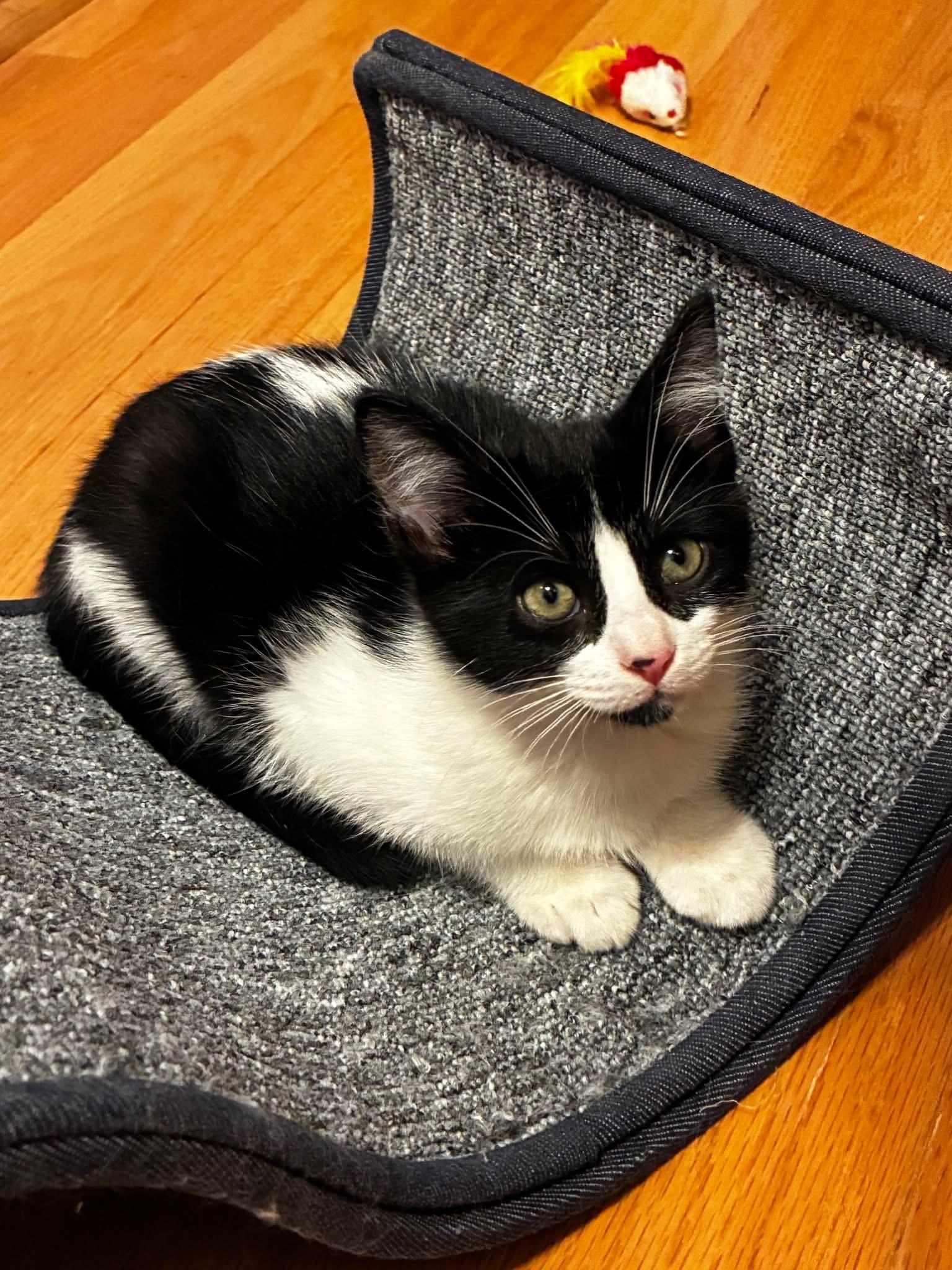 Nova & Frost (BONDED PAIR)