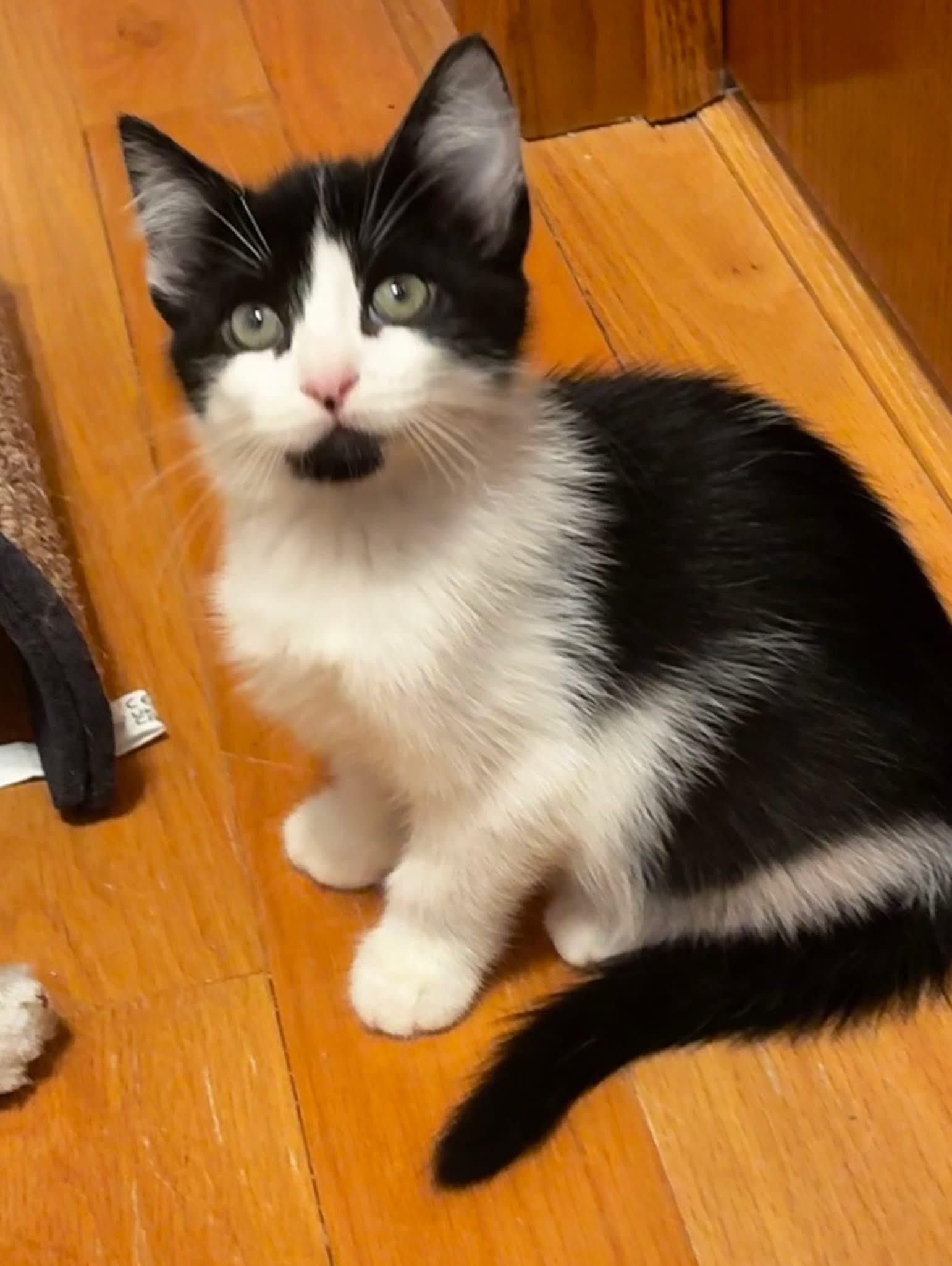 Nova & Frost (BONDED PAIR)
