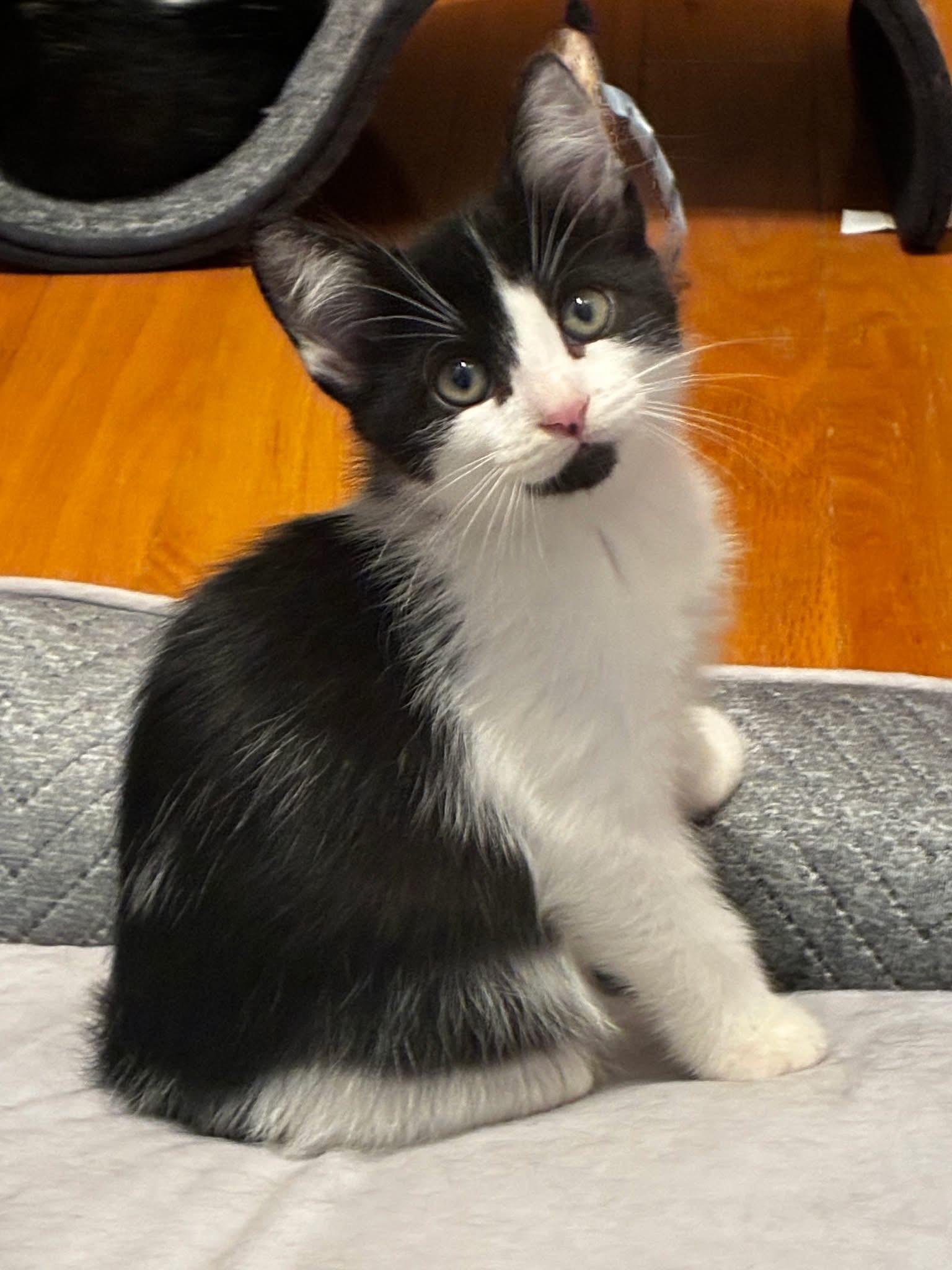 Nova & Frost (BONDED PAIR)