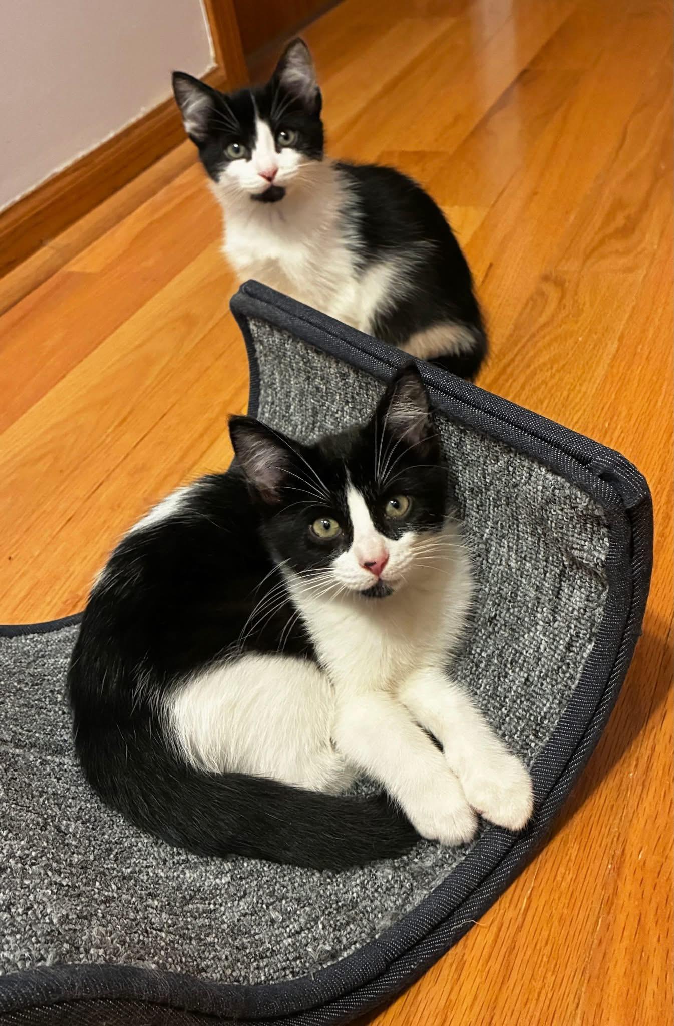 Nova & Frost (BONDED PAIR)