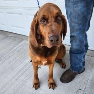 Ann, an adopted mixed breed in Hopkinsville, KY image 1/3