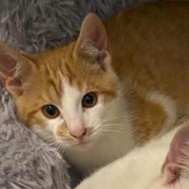 Soy Sauce 2, Adoptable, Kitten Male Domestic Short Hair.