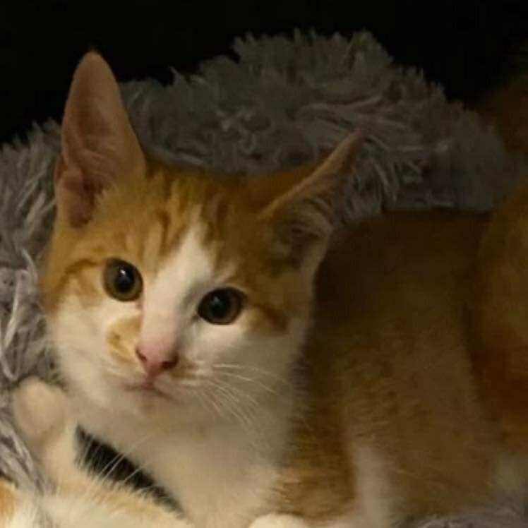 Soy Sauce 2, a Adoptable Domestic Short Hair in Winchester, VA image 2/2