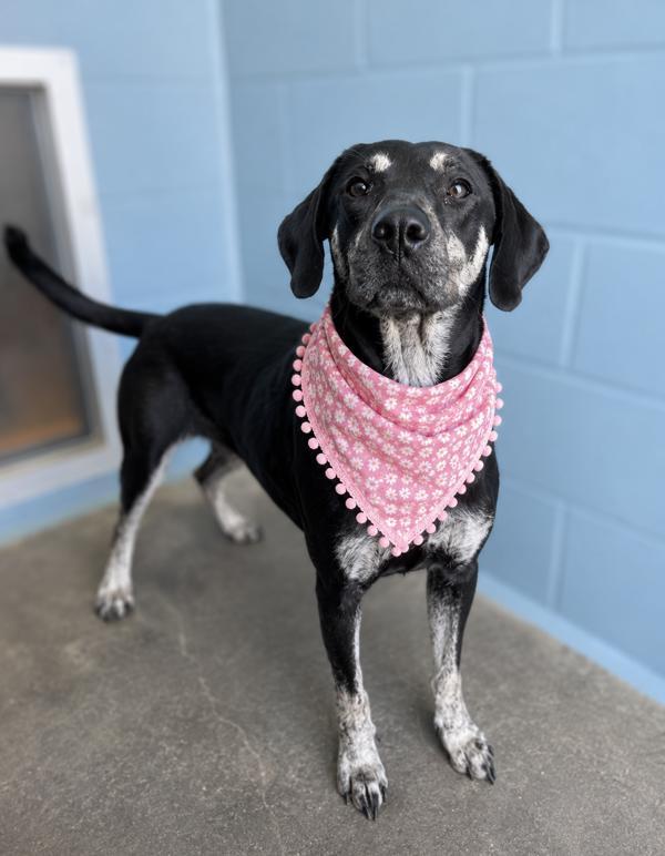 Clutch, Adoptable, Adult Female Hound.