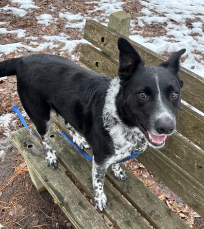 Archie, a ADOPTABLE mixed breed in Potsdam, NY image 3/3
