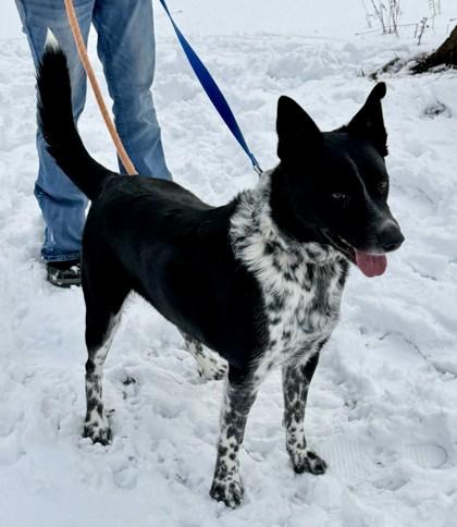 Archie, a ADOPTABLE mixed breed in Potsdam, NY image 2/3