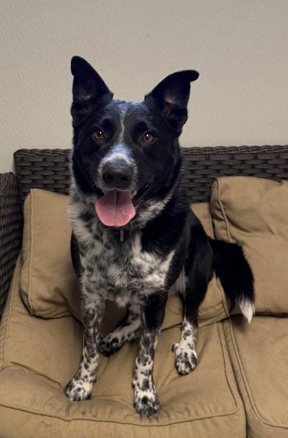 Archie, a ADOPTABLE mixed breed in Potsdam, NY image 1/3